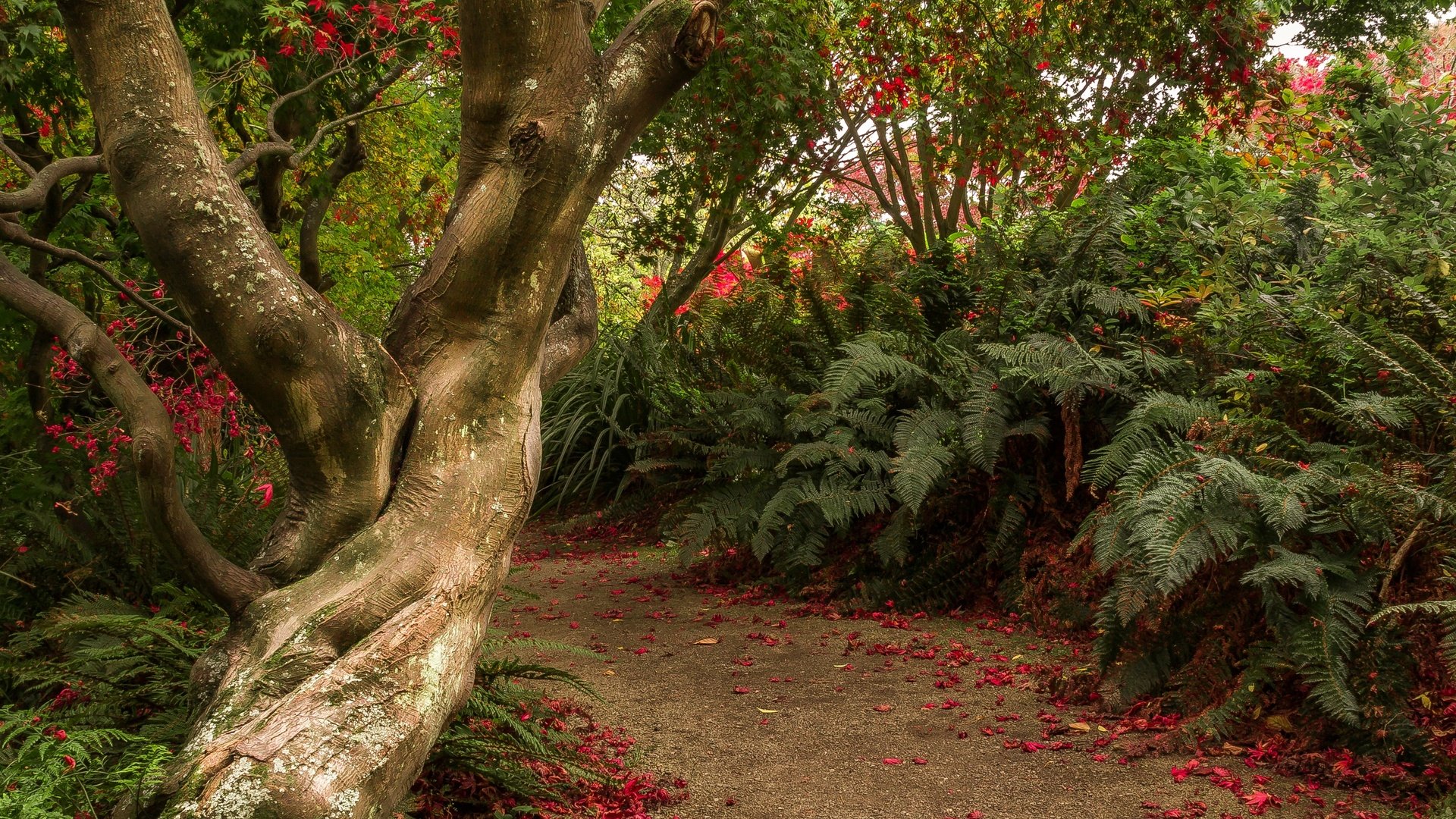 Обои деревья, кусты, сад, тропинка, новая зеландия, отаго, dunedin botanic gardens, trees, the bushes, garden, path, new zealand, otago разрешение 2880x1800 Загрузить