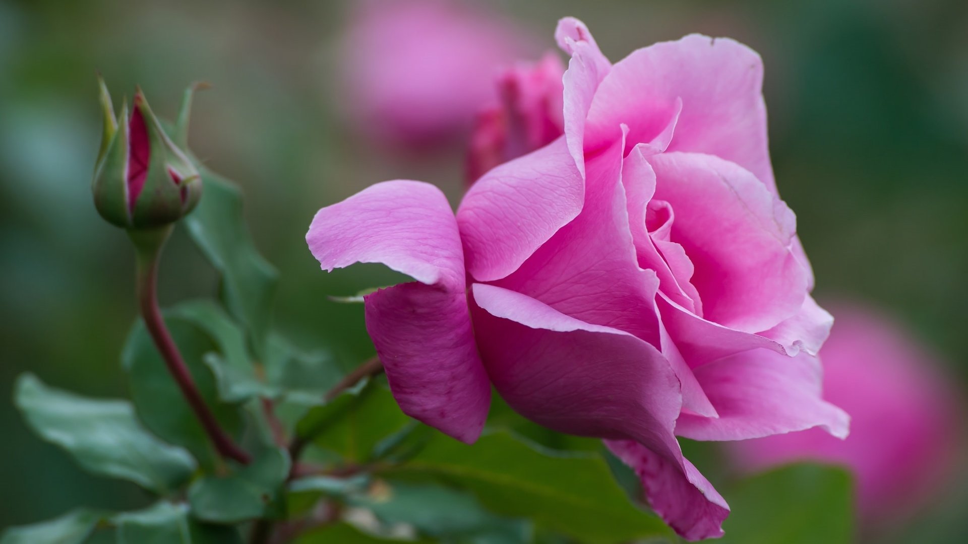 Обои макро, роза, лепестки, бутон, розовый, macro, rose, petals, bud, pink разрешение 2048x1344 Загрузить