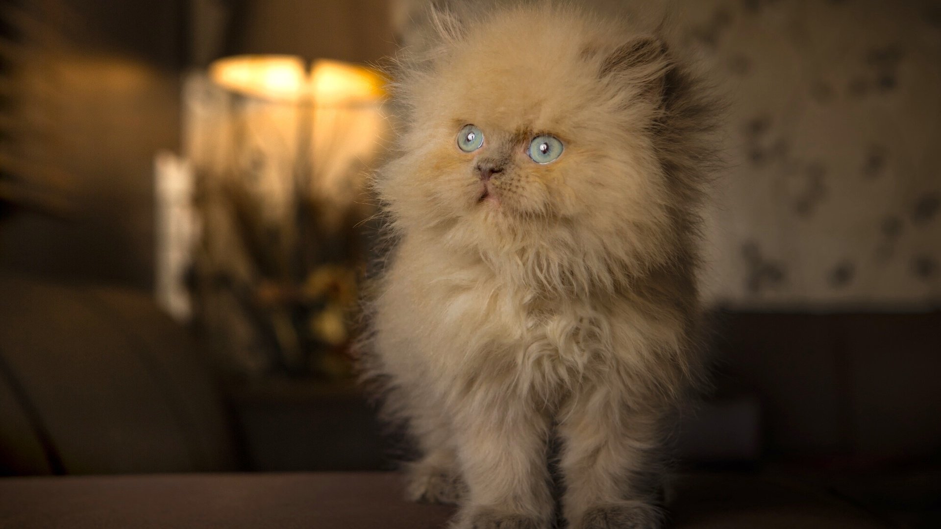 Обои кошка, котенок, пушистый, голубые глаза, рыжий, cat, kitty, fluffy, blue eyes, red разрешение 2000x1333 Загрузить