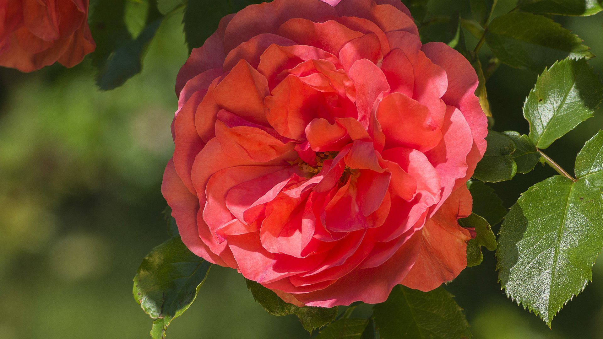 Обои макро, роза, лепестки, красная, красота, macro, rose, petals, red, beauty разрешение 1920x1286 Загрузить