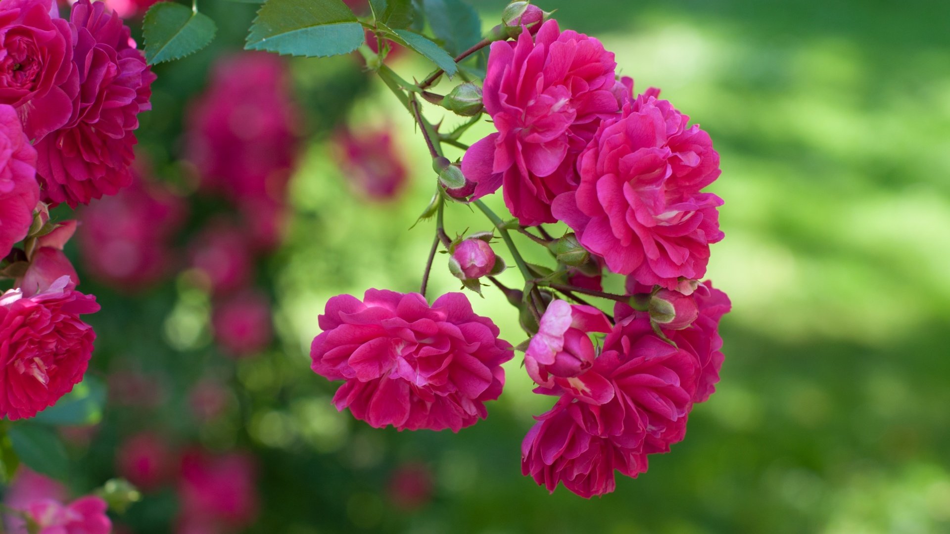 Обои макро, розы, розовый, куст, macro, roses, pink, bush разрешение 3000x1993 Загрузить