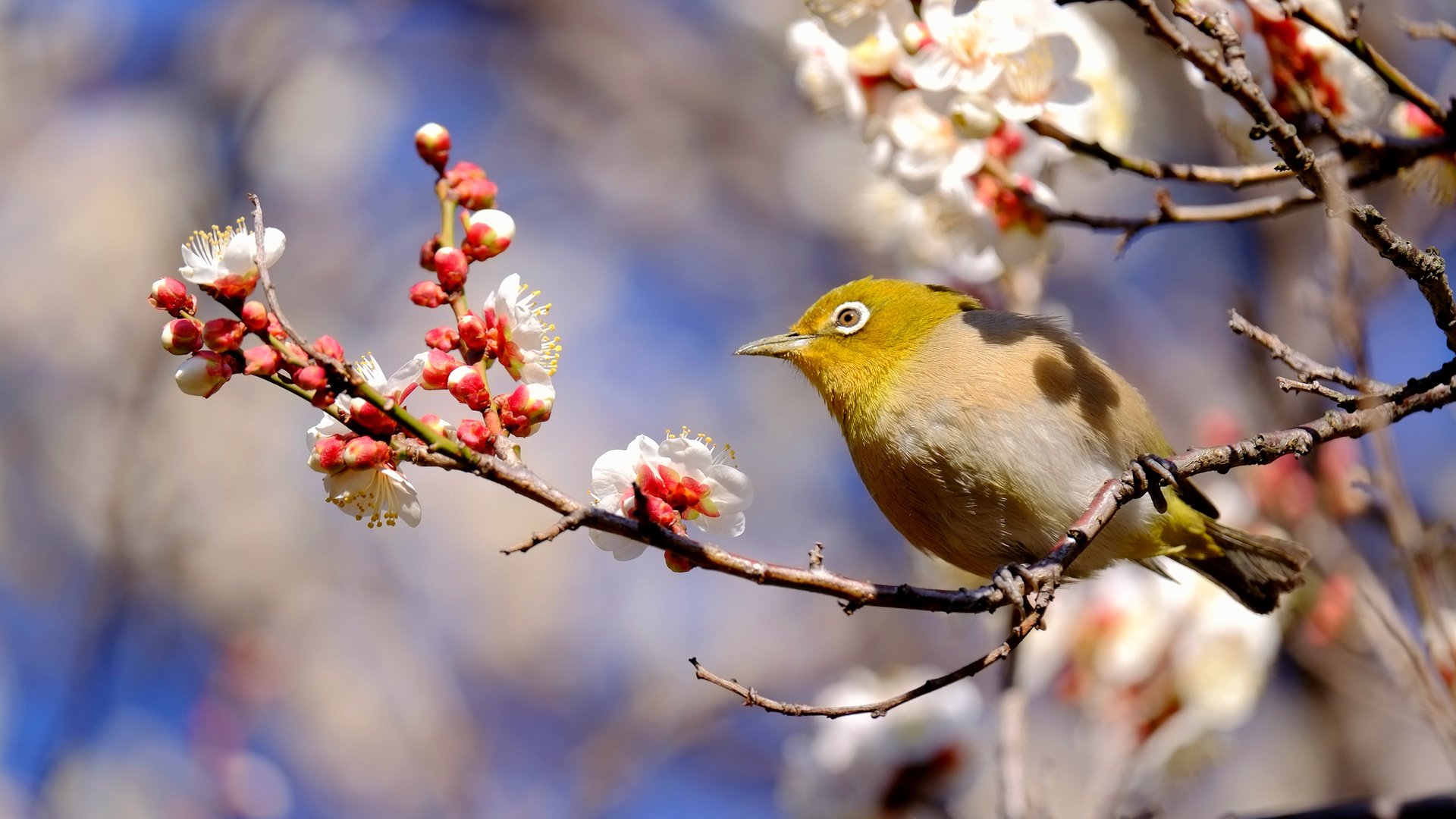 Обои ветка, птица, весна, японская, слива, белоглазка, branch, bird, spring, japanese, drain, white-eyed разрешение 2048x1365 Загрузить