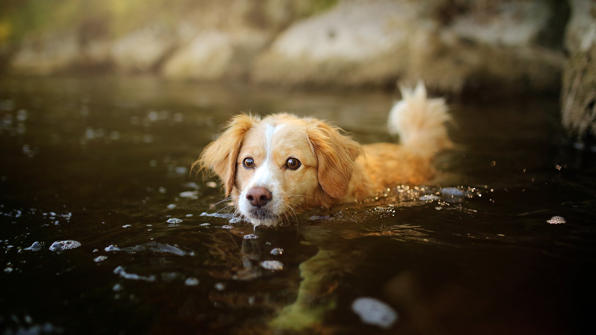 Обои вода, мордочка, взгляд, собака, щенок, water, muzzle, look, dog, puppy разрешение 2048x1365 Загрузить