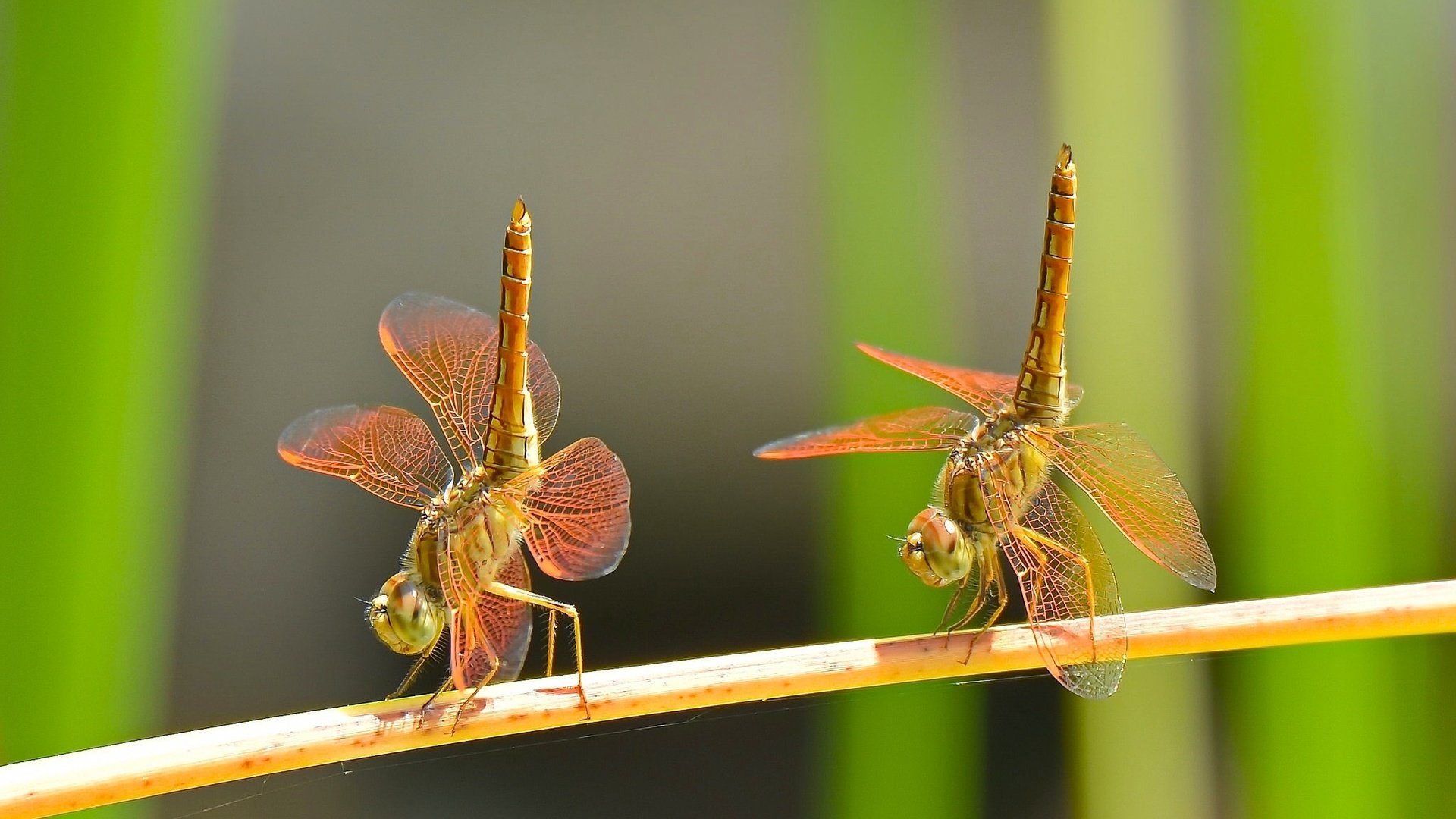 Обои макро, насекомые, танец, парочка, дуэт, стрекозы, macro, insects, dance, a couple, duo, dragonflies разрешение 2048x1288 Загрузить