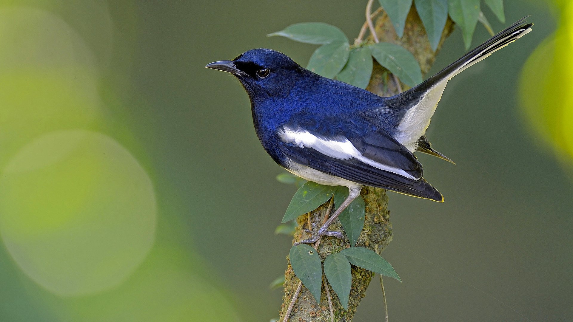 Обои ветка, птица, сорочий шама-дрозд, сорочья славка, branch, bird, magpie shama, thrush, magpie warbler разрешение 2048x1364 Загрузить