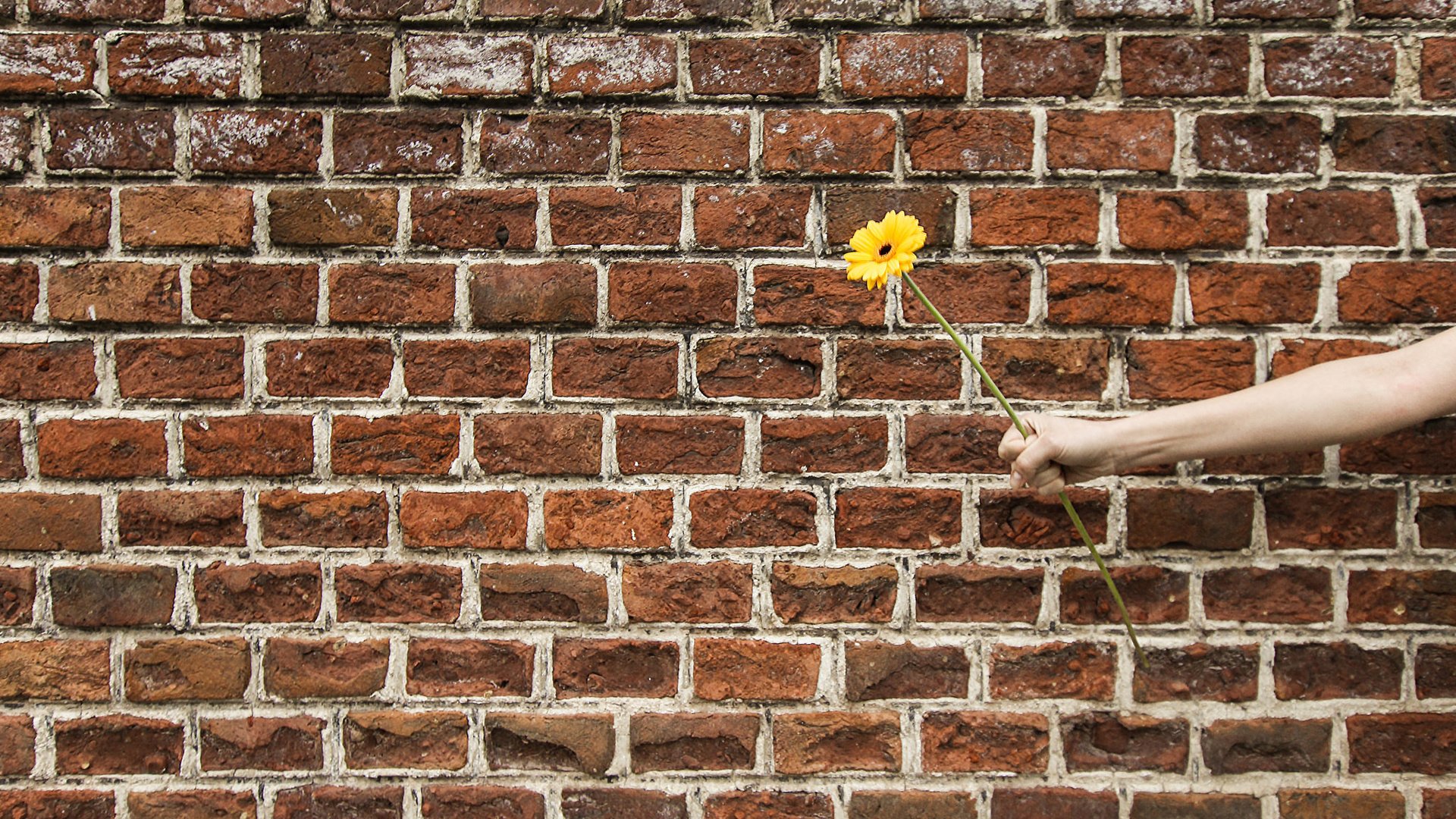 Обои рука, цветок, стена, подарок, гербера, hand, flower, wall, gift, gerbera разрешение 2048x1365 Загрузить