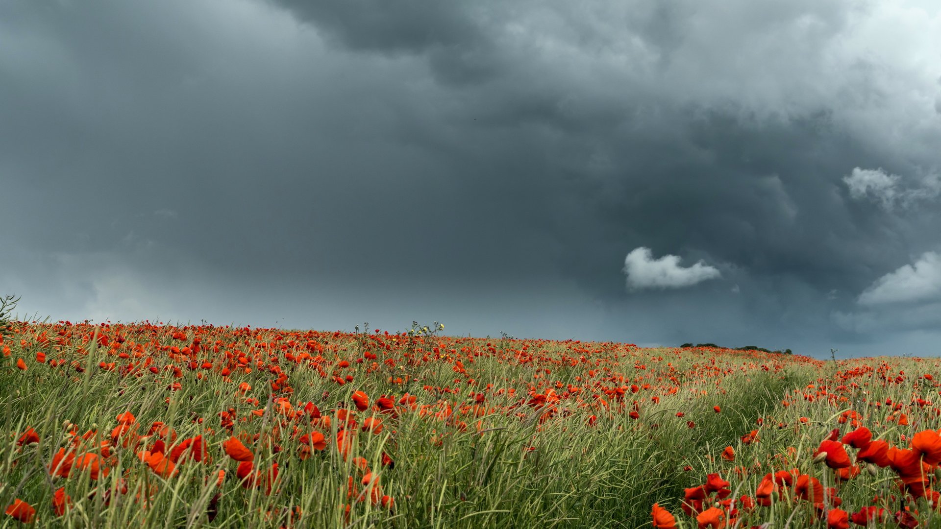 Обои небо, поле, лето, маки, the sky, field, summer, maki разрешение 6015x3815 Загрузить