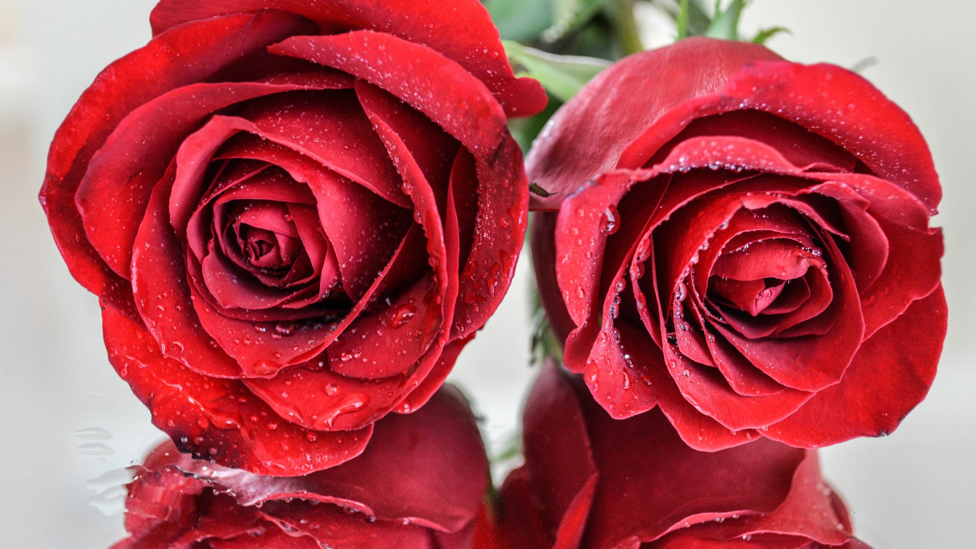 Обои отражения, макро, капли, розы, роза, красные, краcный, reflection, macro, drops, roses, rose, red разрешение 6016x4000 Загрузить