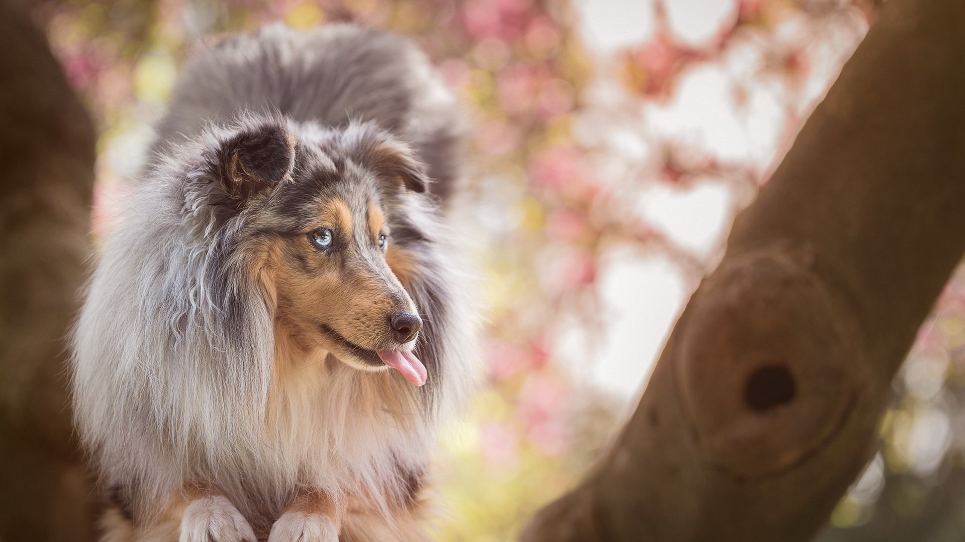 Обои взгляд, собака, друг, язык, колли, длинношёрстный, look, dog, each, language, collie, longhair разрешение 1920x1148 Загрузить