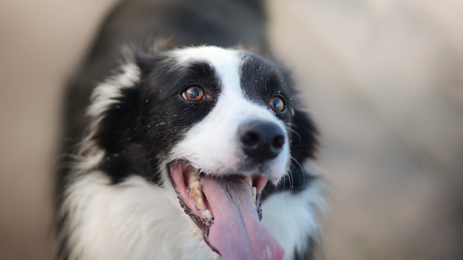 Обои взгляд, собака, друг, бордер-колли, look, dog, each, the border collie разрешение 5517x3783 Загрузить