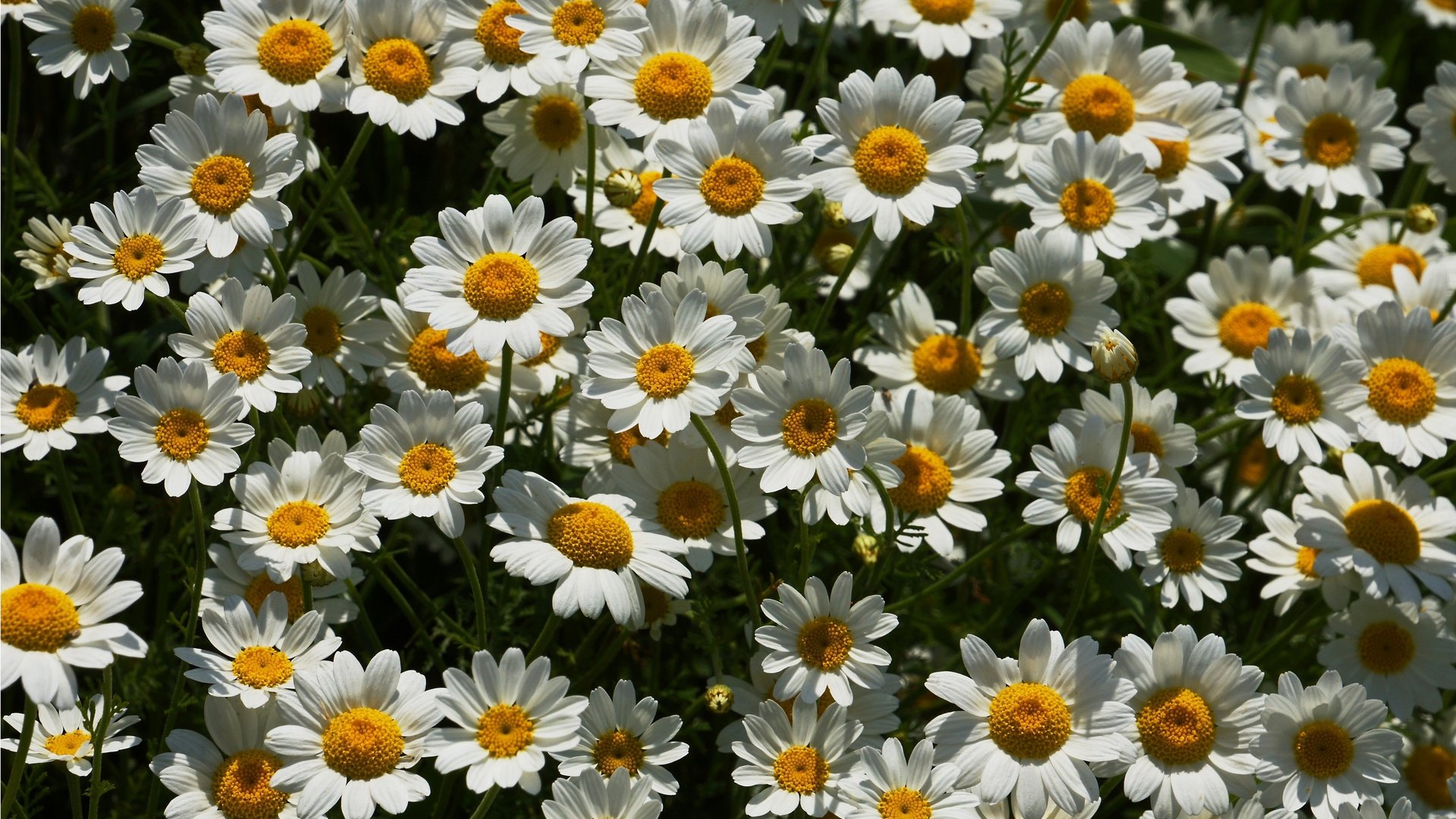 Обои цветы, ромашки, много, flowers, chamomile, a lot разрешение 2880x1799 Загрузить