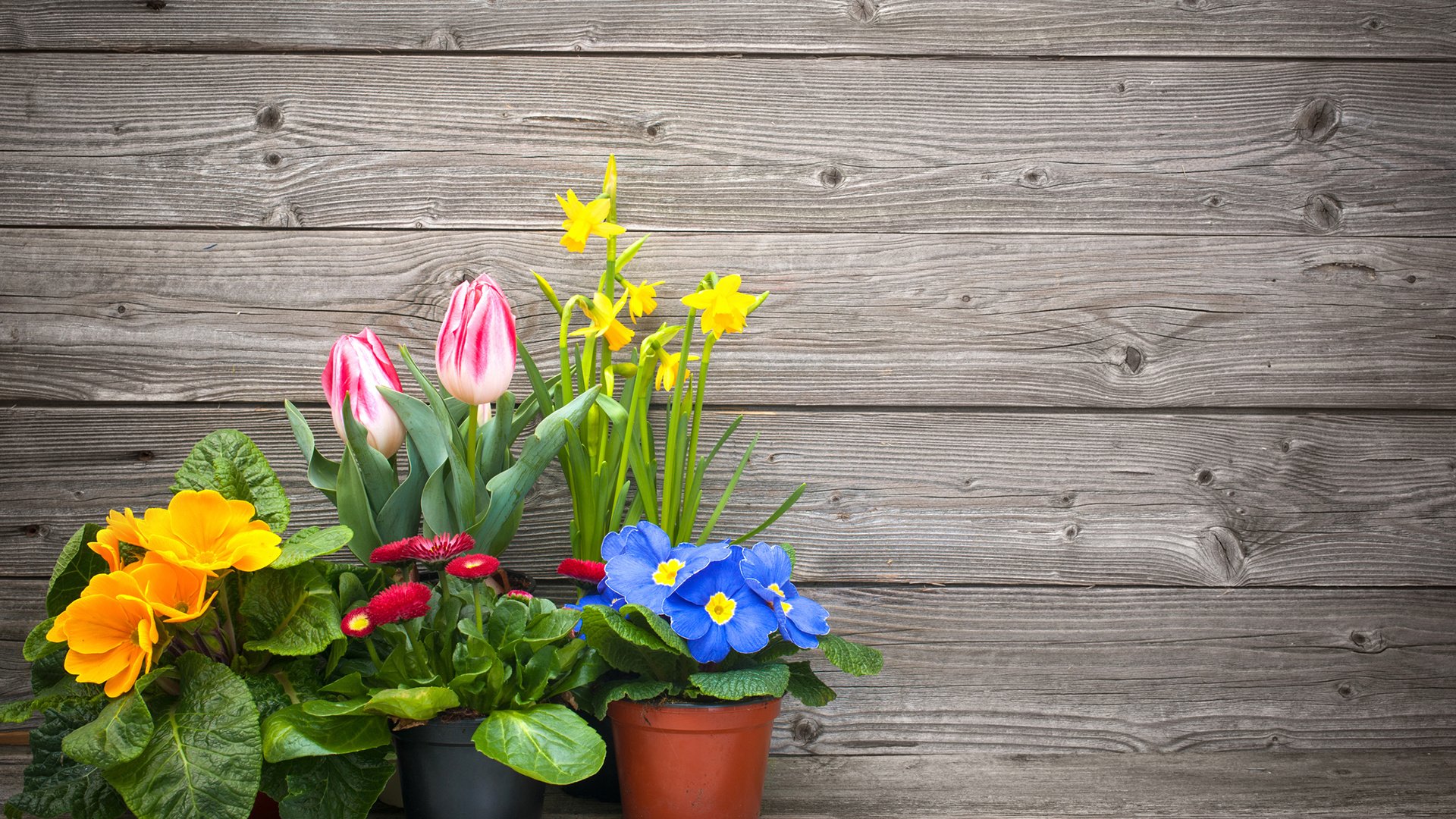 Обои цветы, горшки, тюльпаны, нарциссы, примула, маргаритки, примулы, flowers, pots, tulips, daffodils, primula, daisy, primrose разрешение 1920x1200 Загрузить