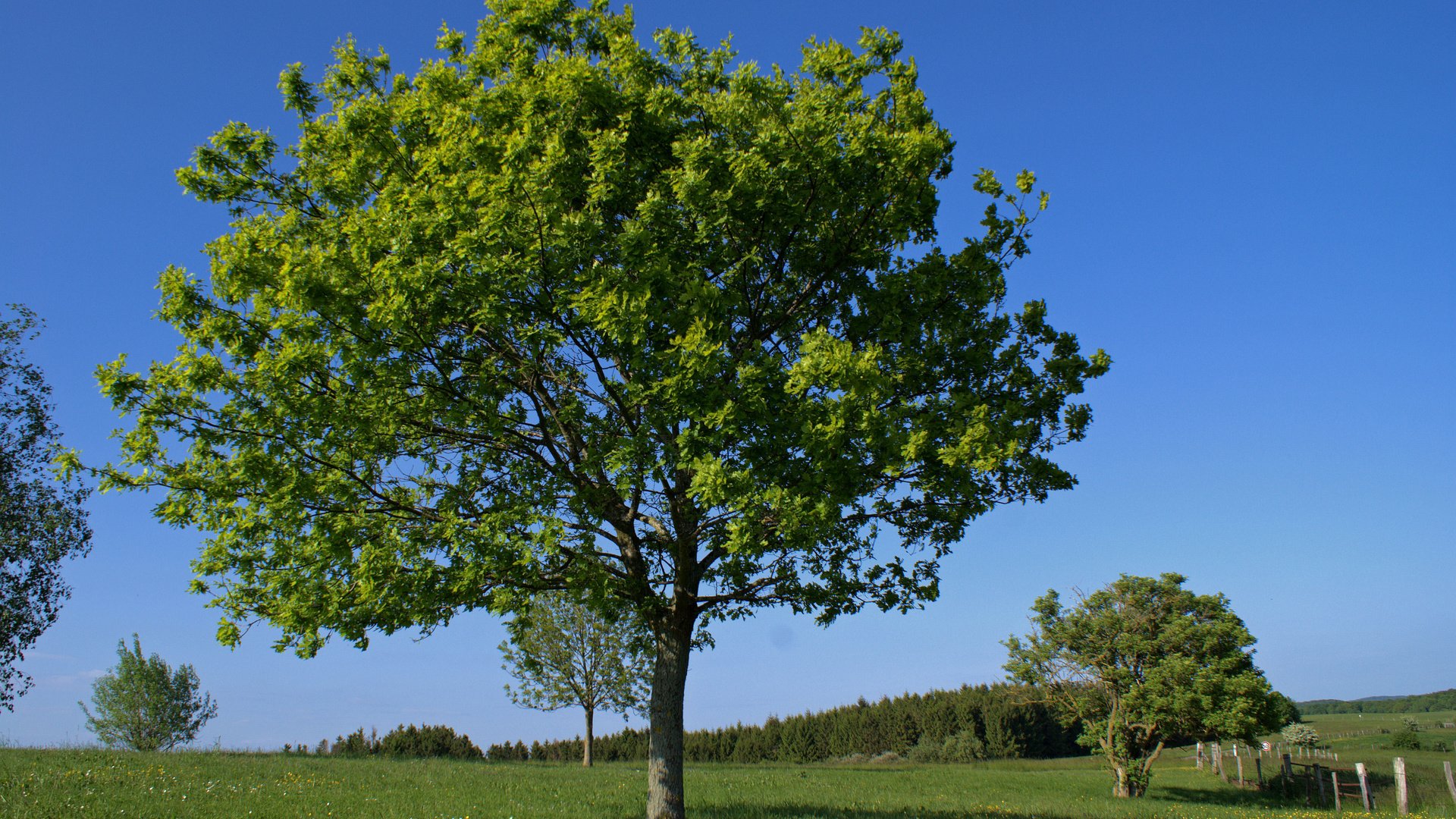 Обои деревья, природа, поле, лето, деревь, на природе, летнее, trees, nature, field, summer разрешение 3880x2608 Загрузить