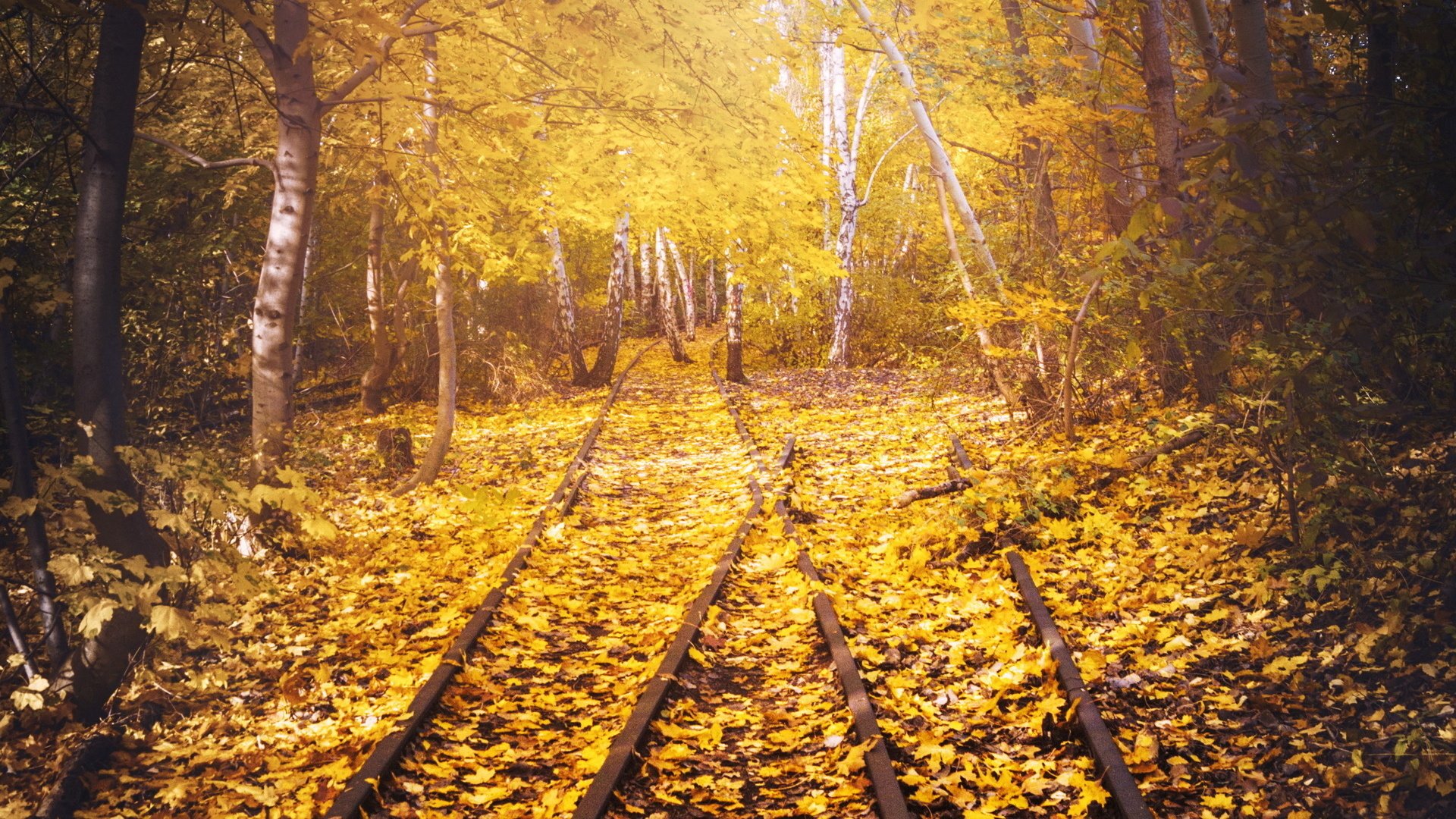 Обои дорога, железная дорога, рельсы, листья, березы, осень, road, railroad, rails, leaves, birch, autumn разрешение 1920x1261 Загрузить