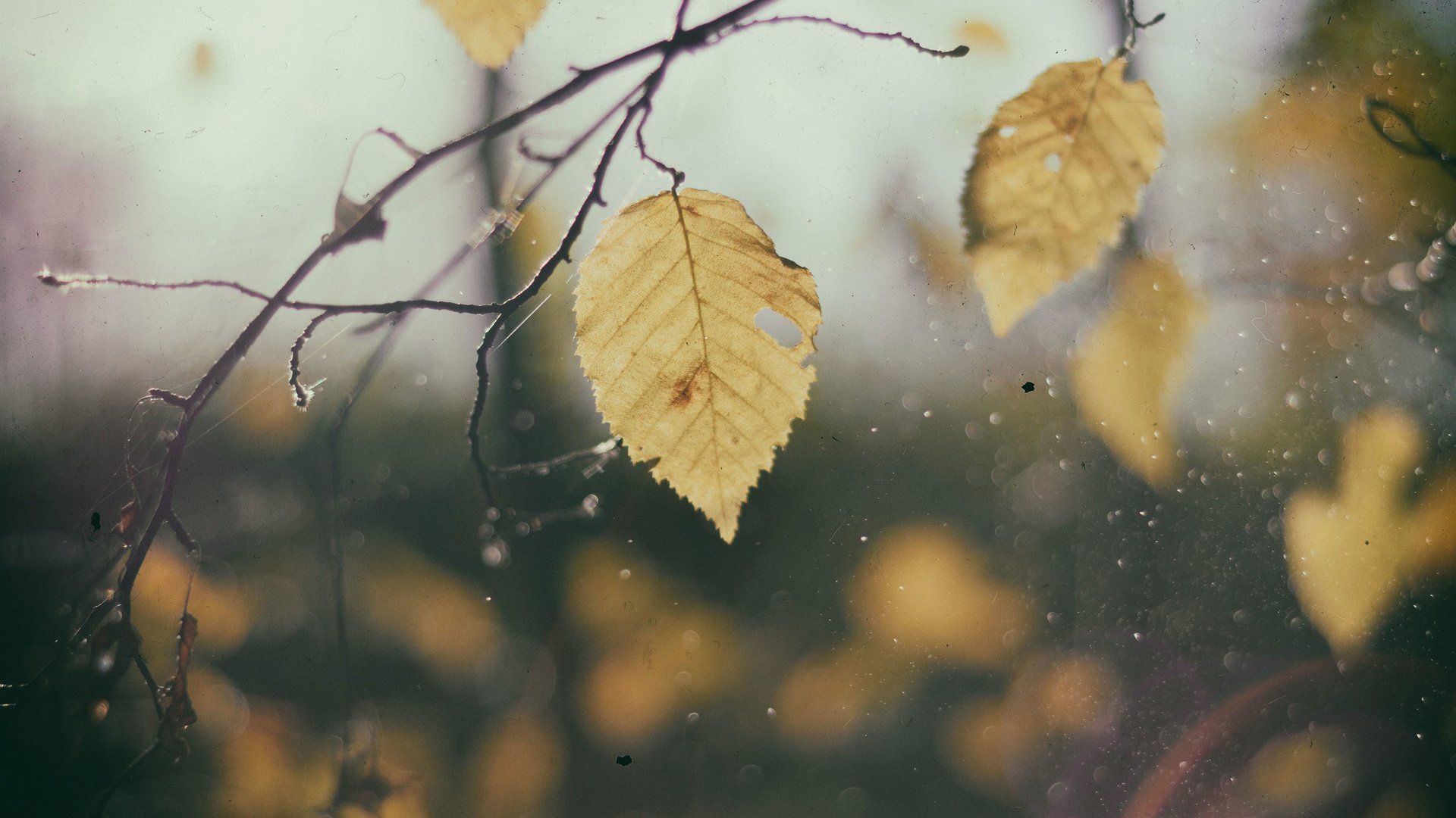 Обои листья, макро, ветки, капли, осень, дождь, leaves, macro, branches, drops, autumn, rain разрешение 3840x2400 Загрузить