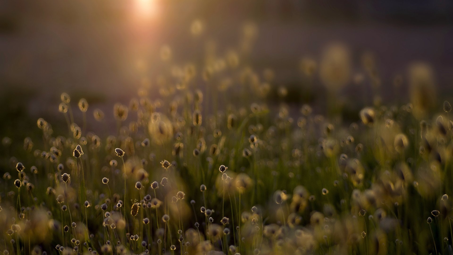 Обои свет, трава, природа, растения, поле, light, grass, nature, plants, field разрешение 4912x3264 Загрузить