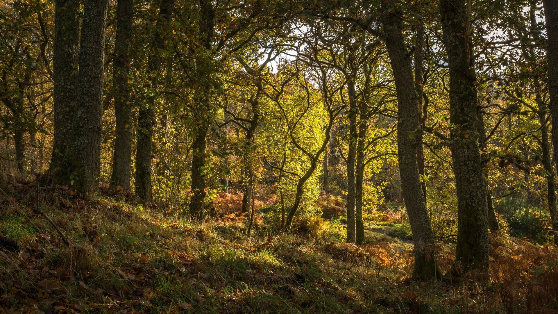 Обои трава, деревья, лес, шотландия, pitlochry, grass, trees, forest, scotland разрешение 2880x1620 Загрузить