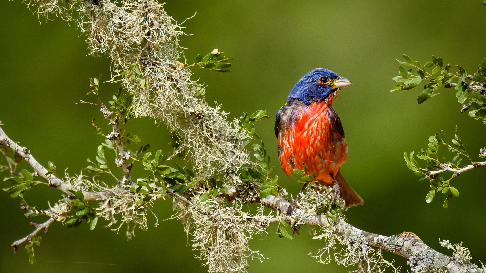 Обои ветка, птица, кардинал, расписной овсянковый кардинал, branch, bird, cardinal, painted sancopy cardinal разрешение 3594x2396 Загрузить