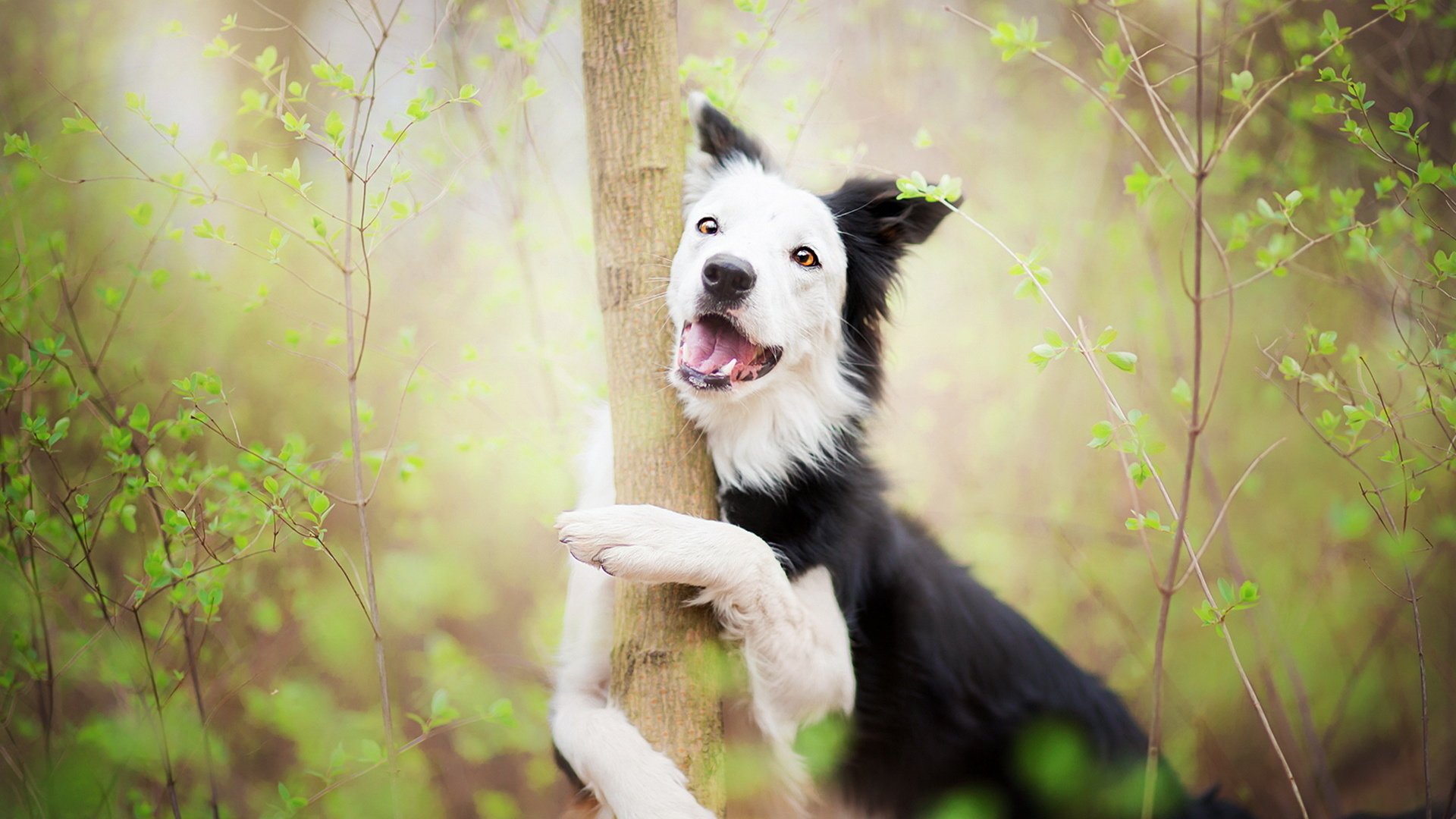 Обои дерево, собака, весна, объятие, бордер-колли, alicja zmysłowska, madlene greets spring with a hug!, tree, dog, spring, hug, the border collie разрешение 1920x1220 Загрузить