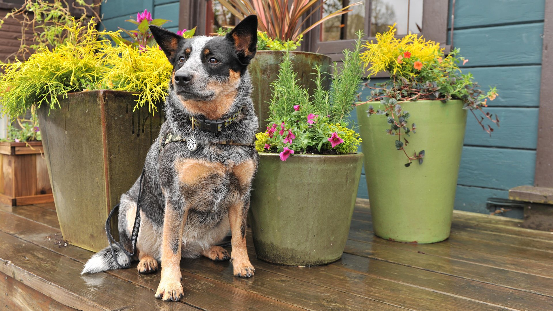 Обои цветы, взгляд, собака, друг, австралийская пастушья, flowers, look, dog, each, australian cattle разрешение 2048x1365 Загрузить