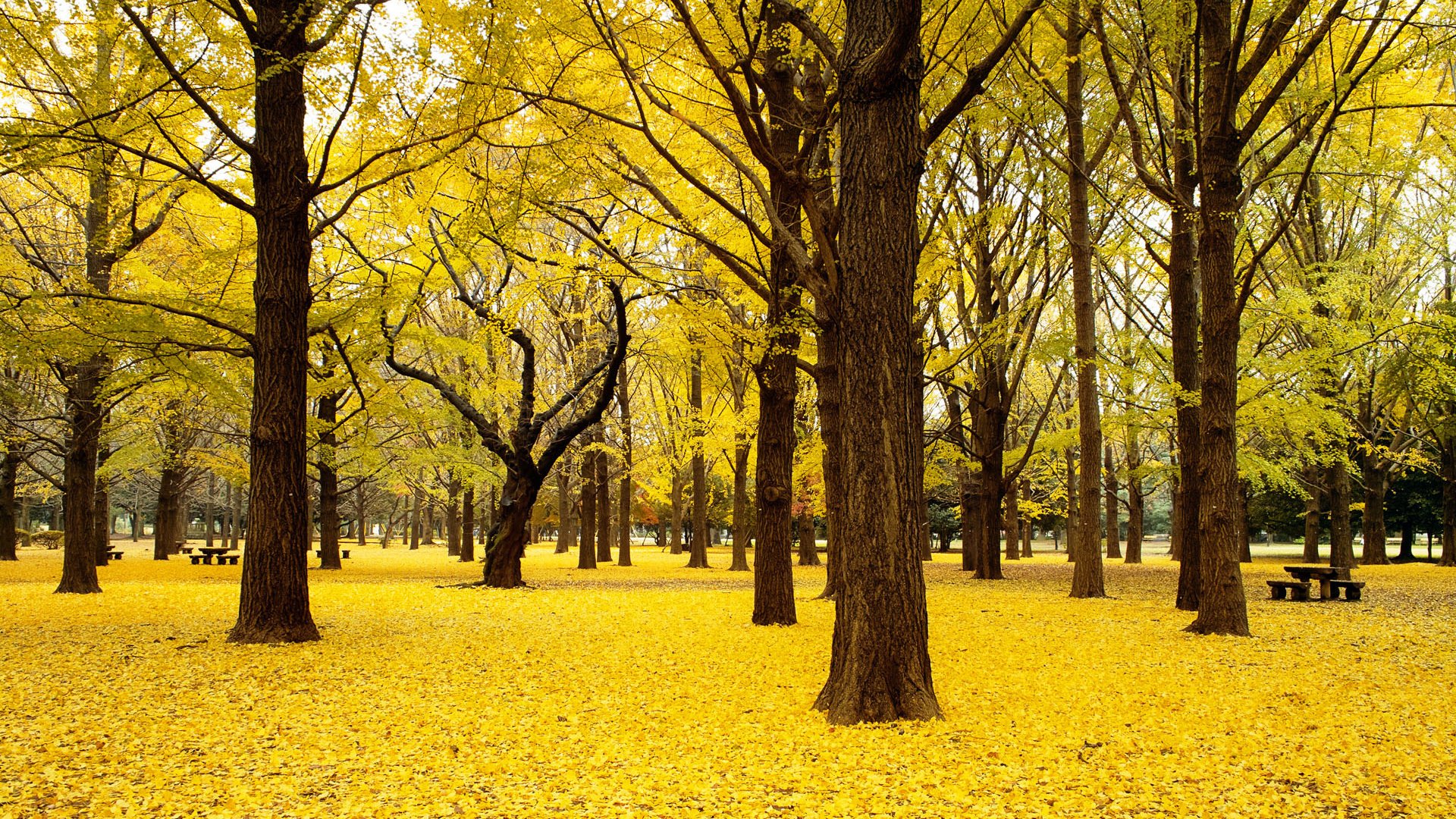 Обои деревья, природа, пейзаж, парк, осень, япония, trees, nature, landscape, park, autumn, japan разрешение 1920x1200 Загрузить