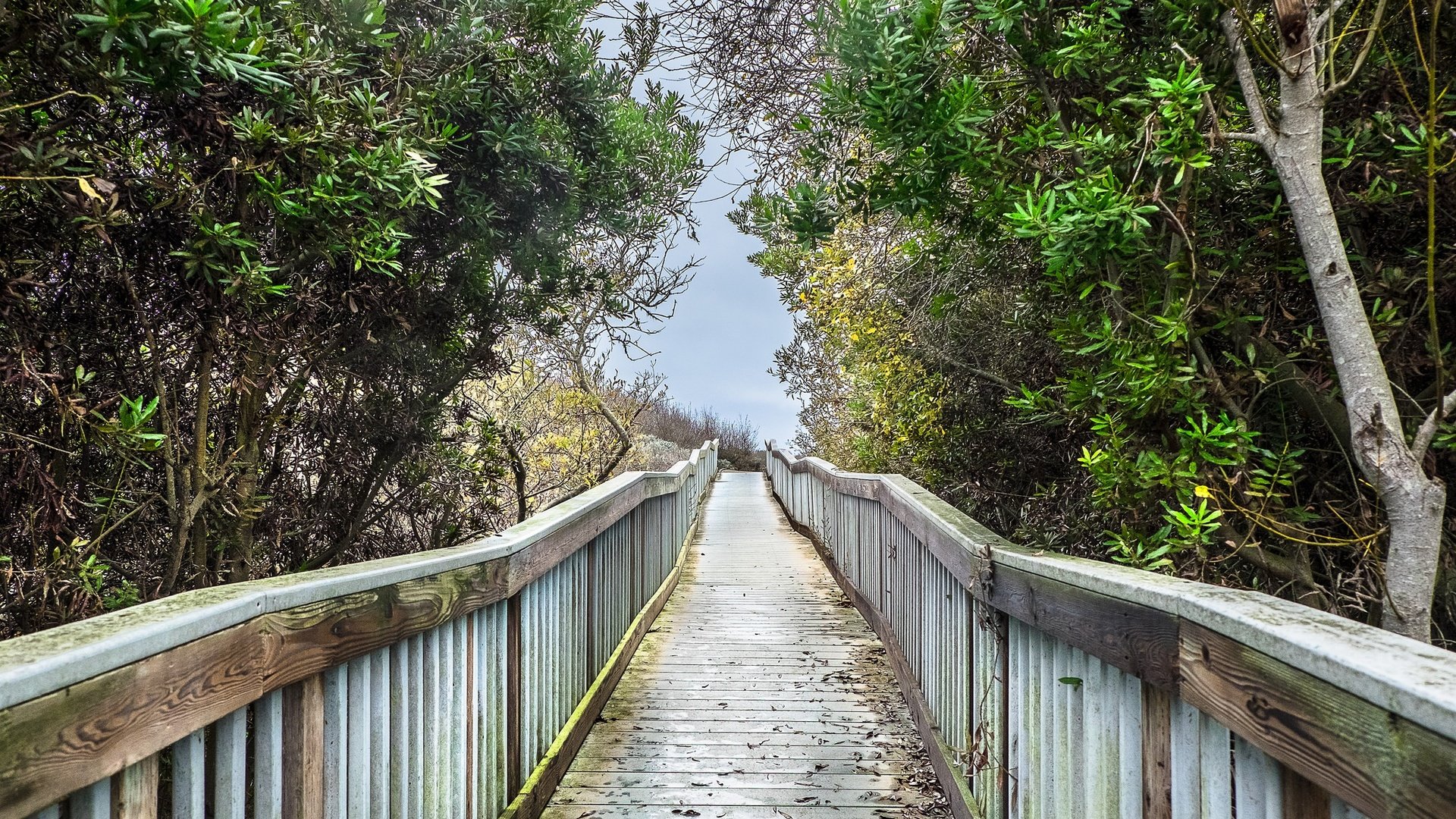 Обои деревья, мост, облачно, boardwalk, marshy ground, trees, bridge, cloudy разрешение 2048x1365 Загрузить