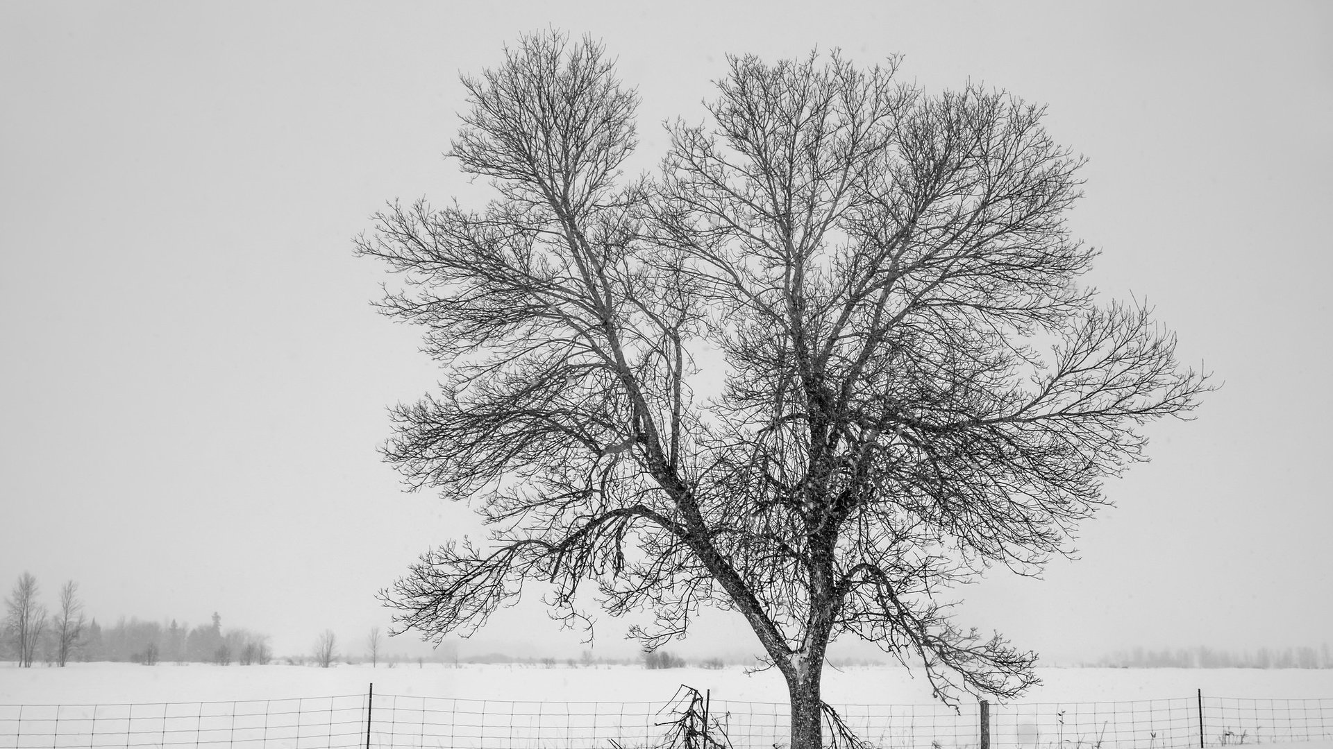 Обои снег, дерево, зима, туман, забор, холод, изгородь,     дерево, snow, tree, winter, fog, the fence, cold, fence разрешение 2048x1365 Загрузить