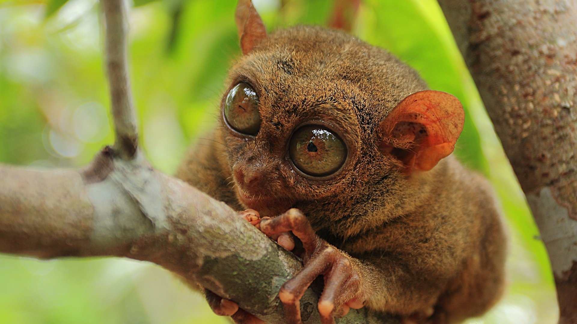 Обои природа, макро, примат, долгопят, philippine tarsier, nature, macro, the primacy of, tarsier разрешение 2560x1600 Загрузить