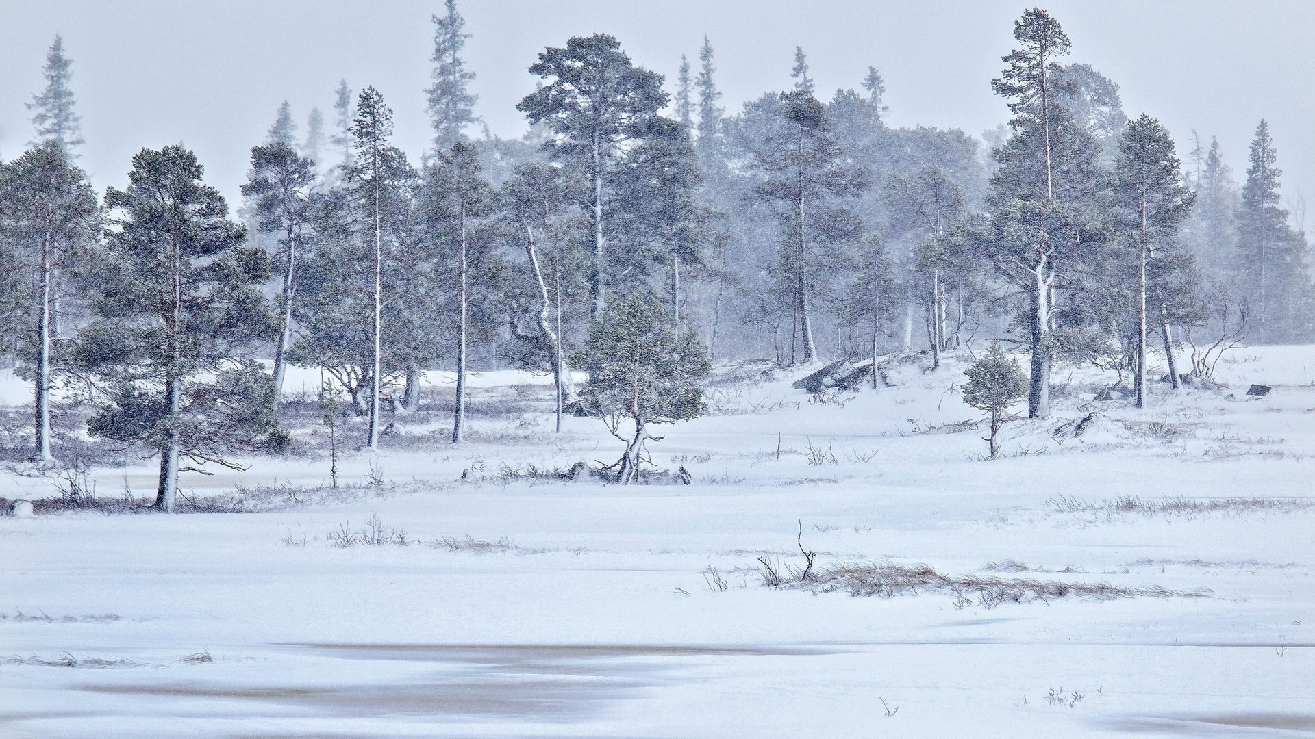 Обои деревья, снег, природа, лес, зима, пейзаж, trees, snow, nature, forest, winter, landscape разрешение 2048x1365 Загрузить