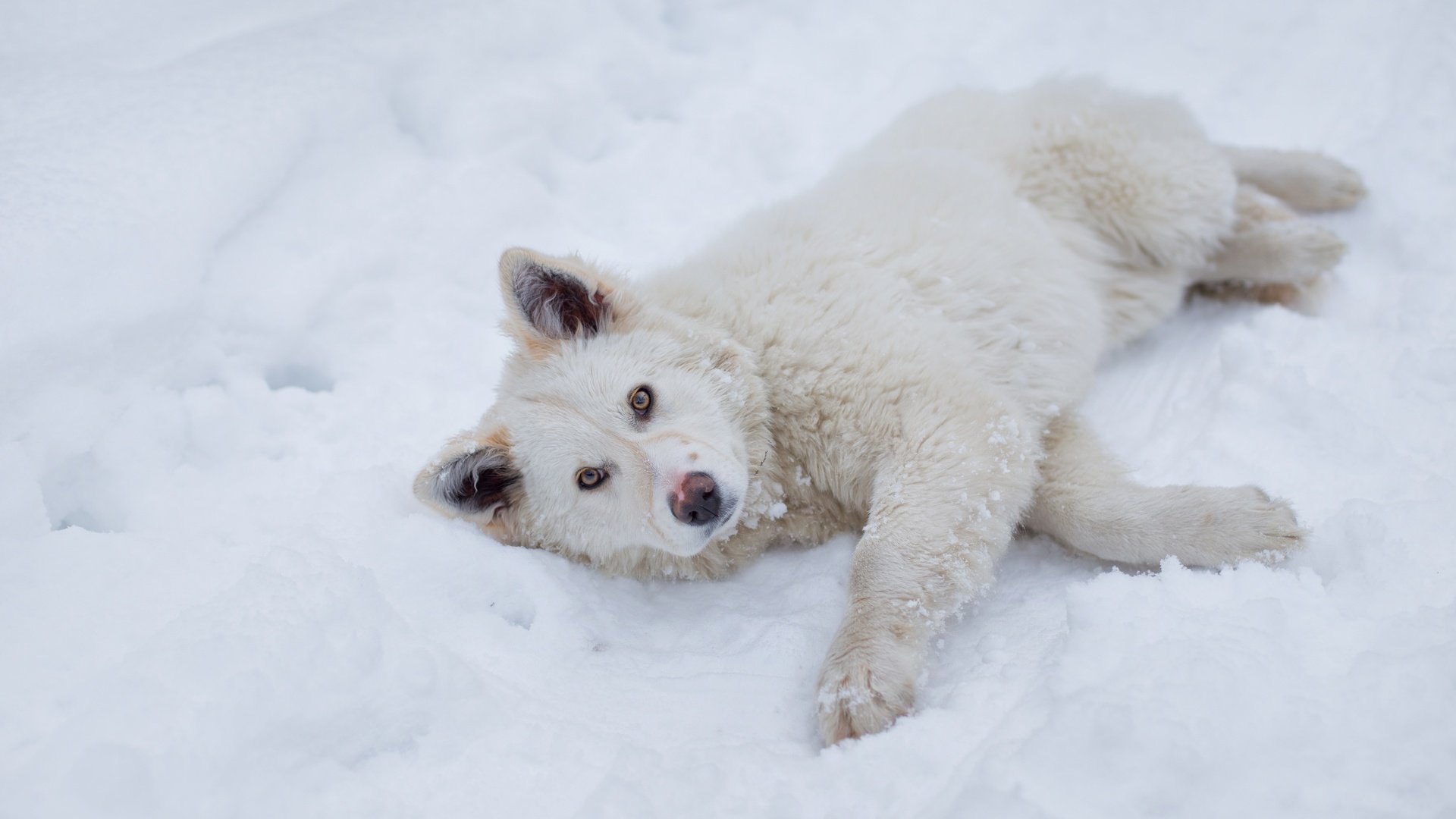 Обои снег, зима, взгляд, пушистый, собака, лежит, песик, snow, winter, look, fluffy, dog, lies, doggie разрешение 5202x3468 Загрузить