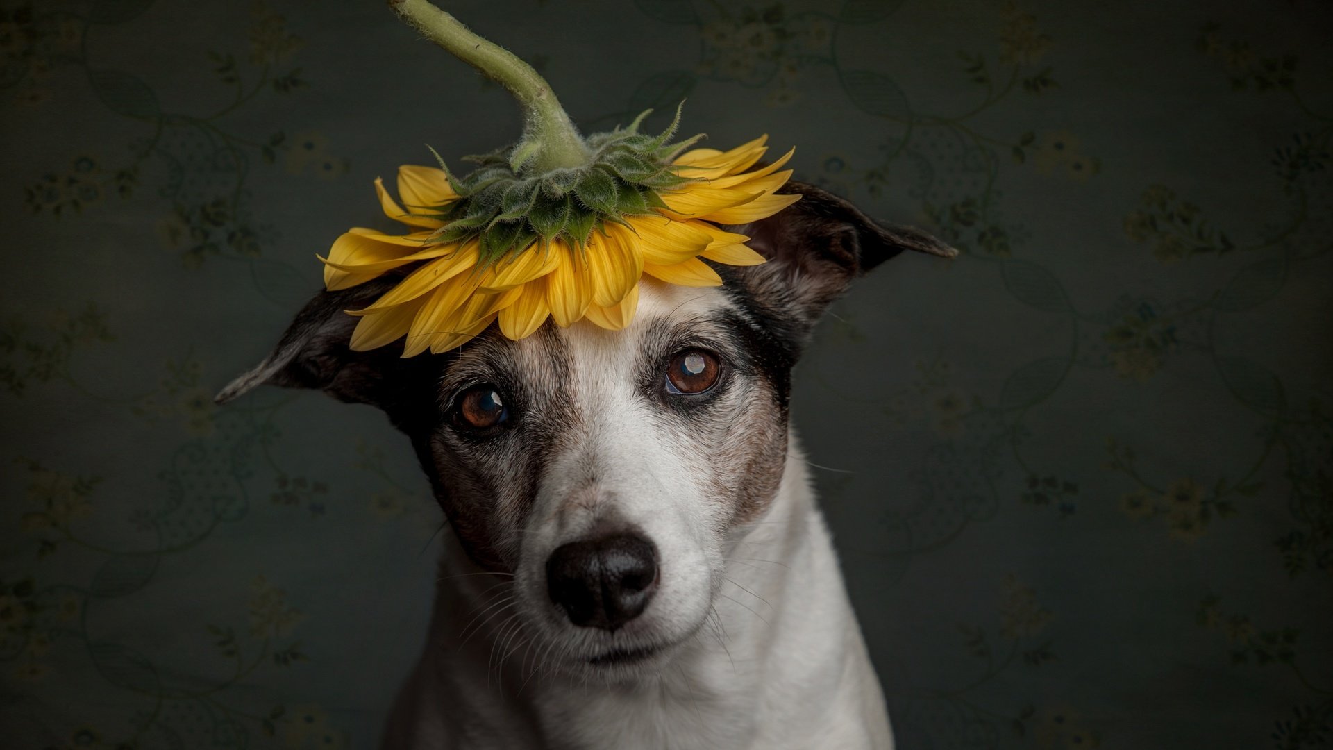 Обои грусть, собака, подсолнух, пес, sadness, dog, sunflower разрешение 2500x1664 Загрузить