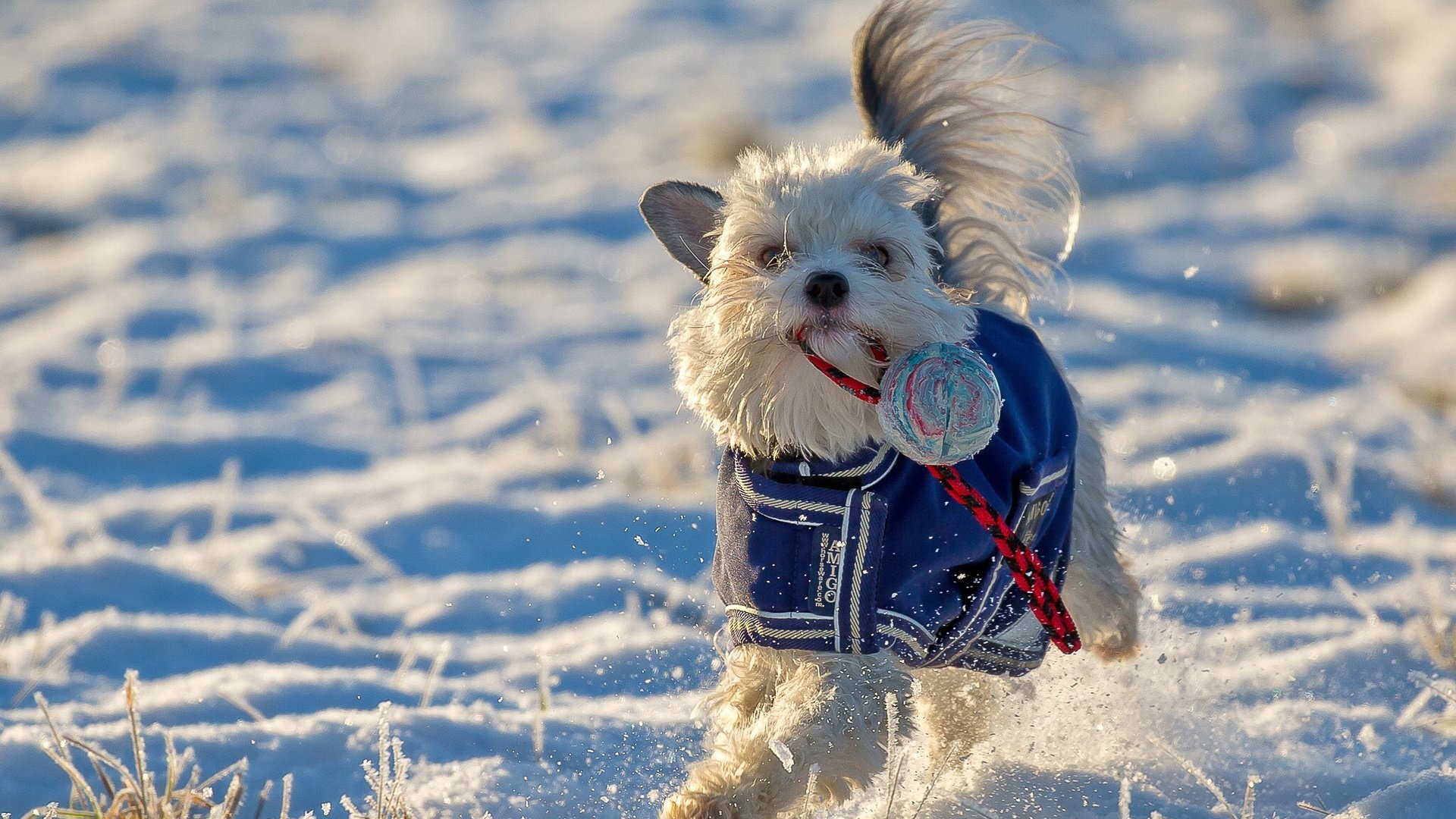 Обои снег, зима, настроение, собака, игрушка, прогулка, snow, winter, mood, dog, toy, walk разрешение 2048x1288 Загрузить