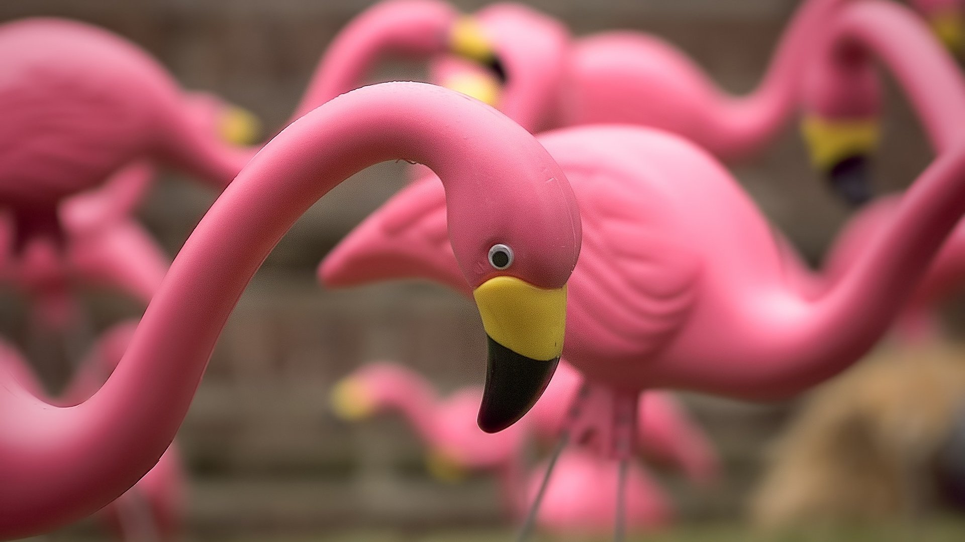 Обои фламинго, игрушки, крупным планом, a flock of pink flamingos, flamingo, toys, closeup разрешение 2048x1460 Загрузить