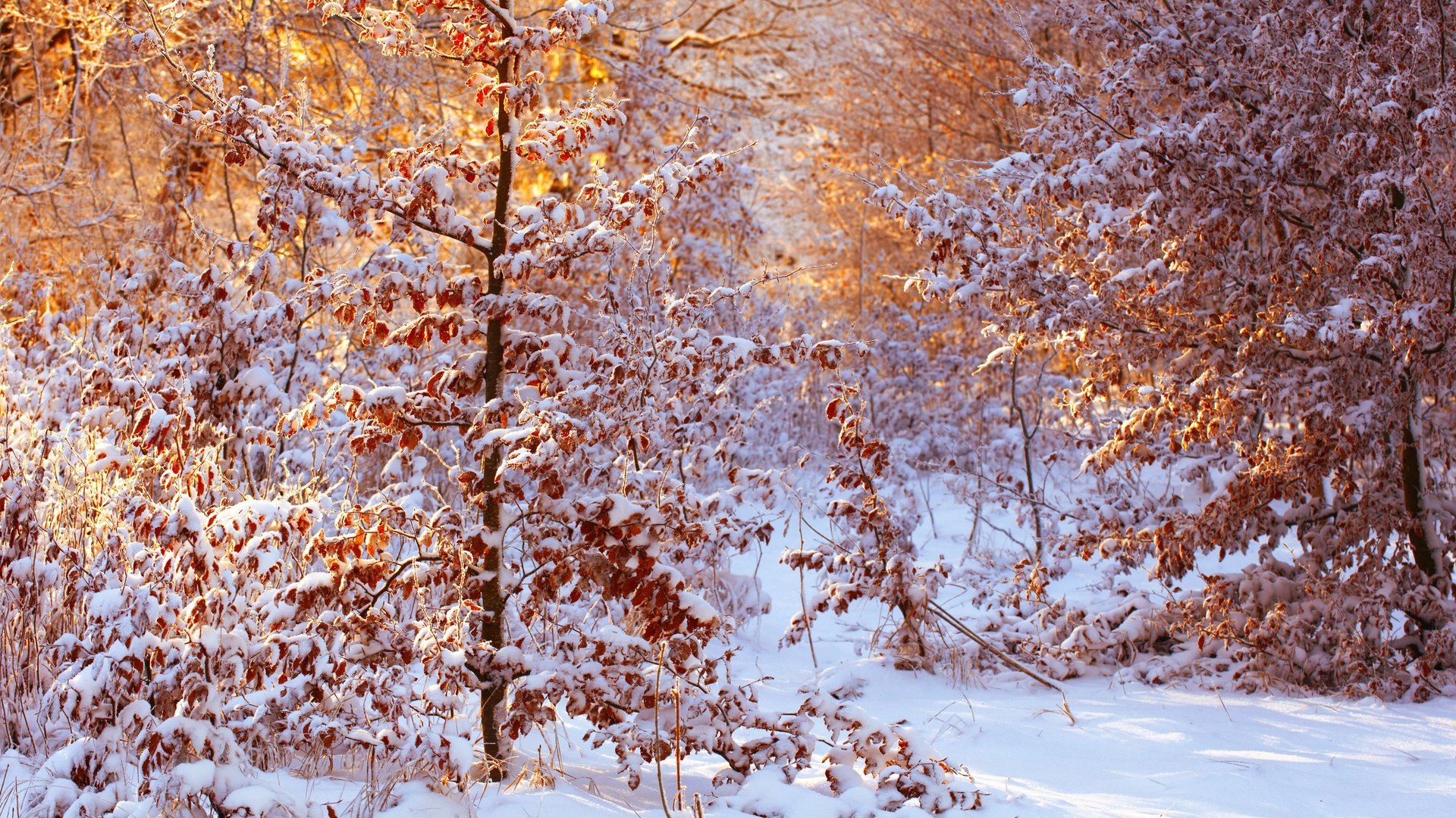 Обои снег, лес, листья, зима, солнечный свет, snow, forest, leaves, winter, sunlight разрешение 2500x1667 Загрузить