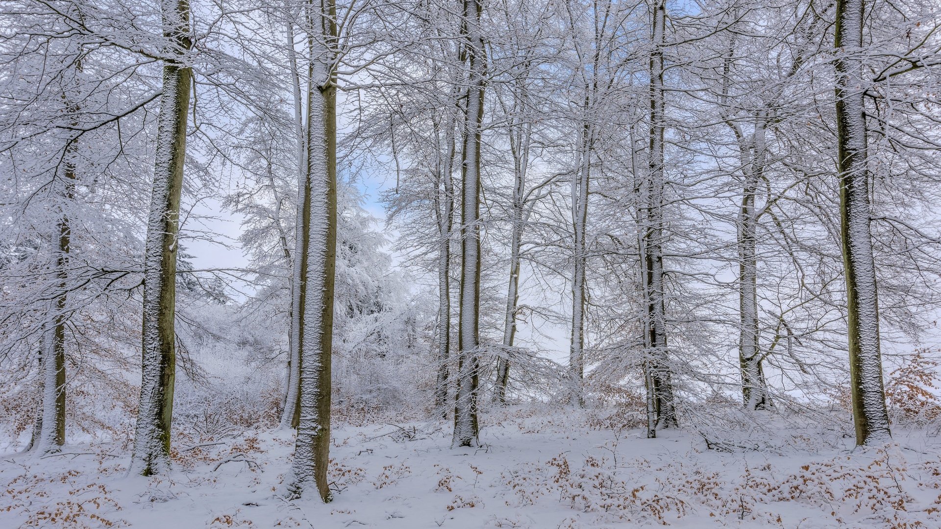 Обои деревья, снег, лес, зима, trees, snow, forest, winter разрешение 2048x1365 Загрузить