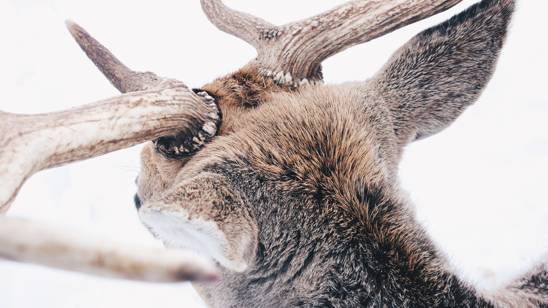 Обои снег, лес, олень, зима, животные, животное, рога, reindeer, snow, forest, deer, winter, animals, animal, horns разрешение 3888x2592 Загрузить