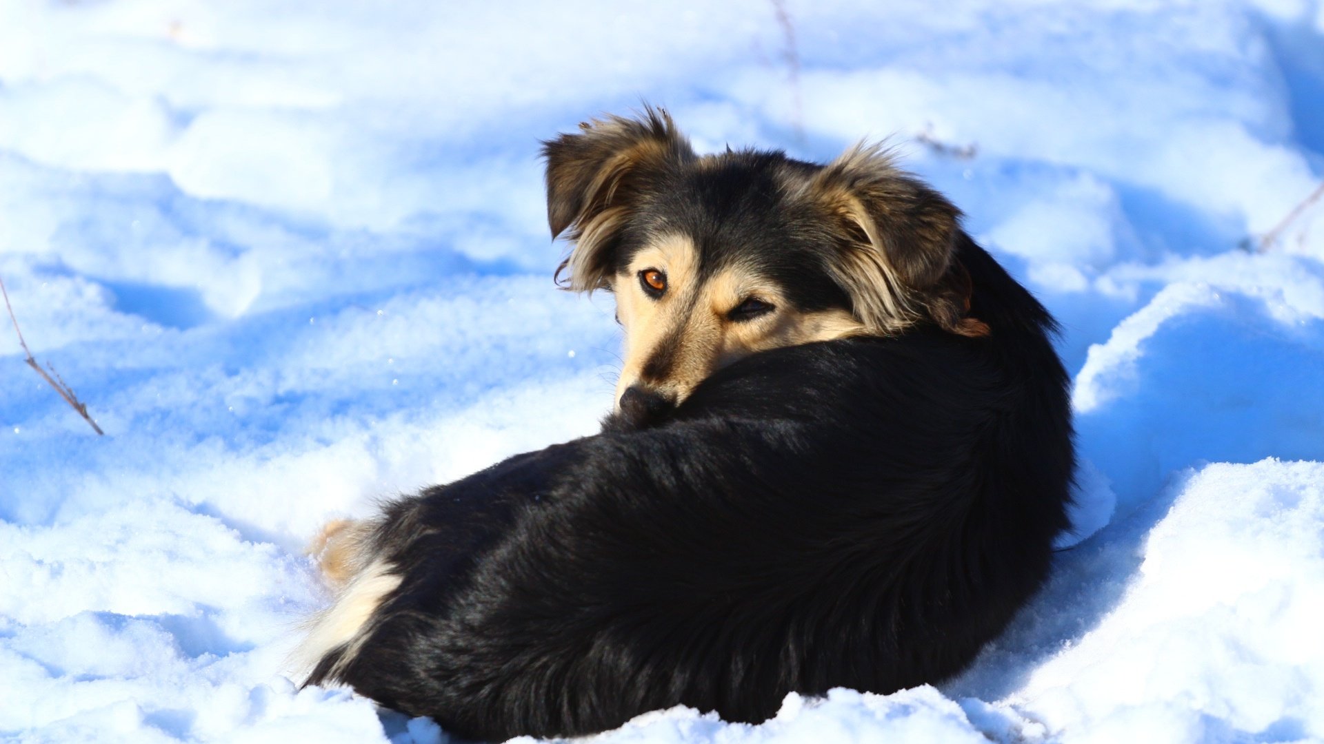 Обои снег, зима, взгляд, собака, snow, winter, look, dog разрешение 1920x1280 Загрузить