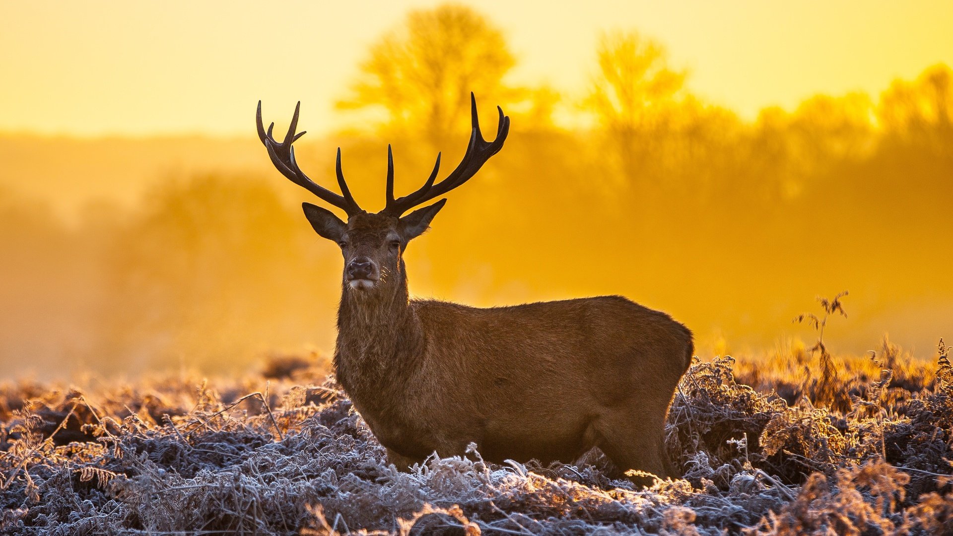 Обои олень, закат, рога, dusk, оленей, deer, sunset, horns разрешение 4104x2736 Загрузить