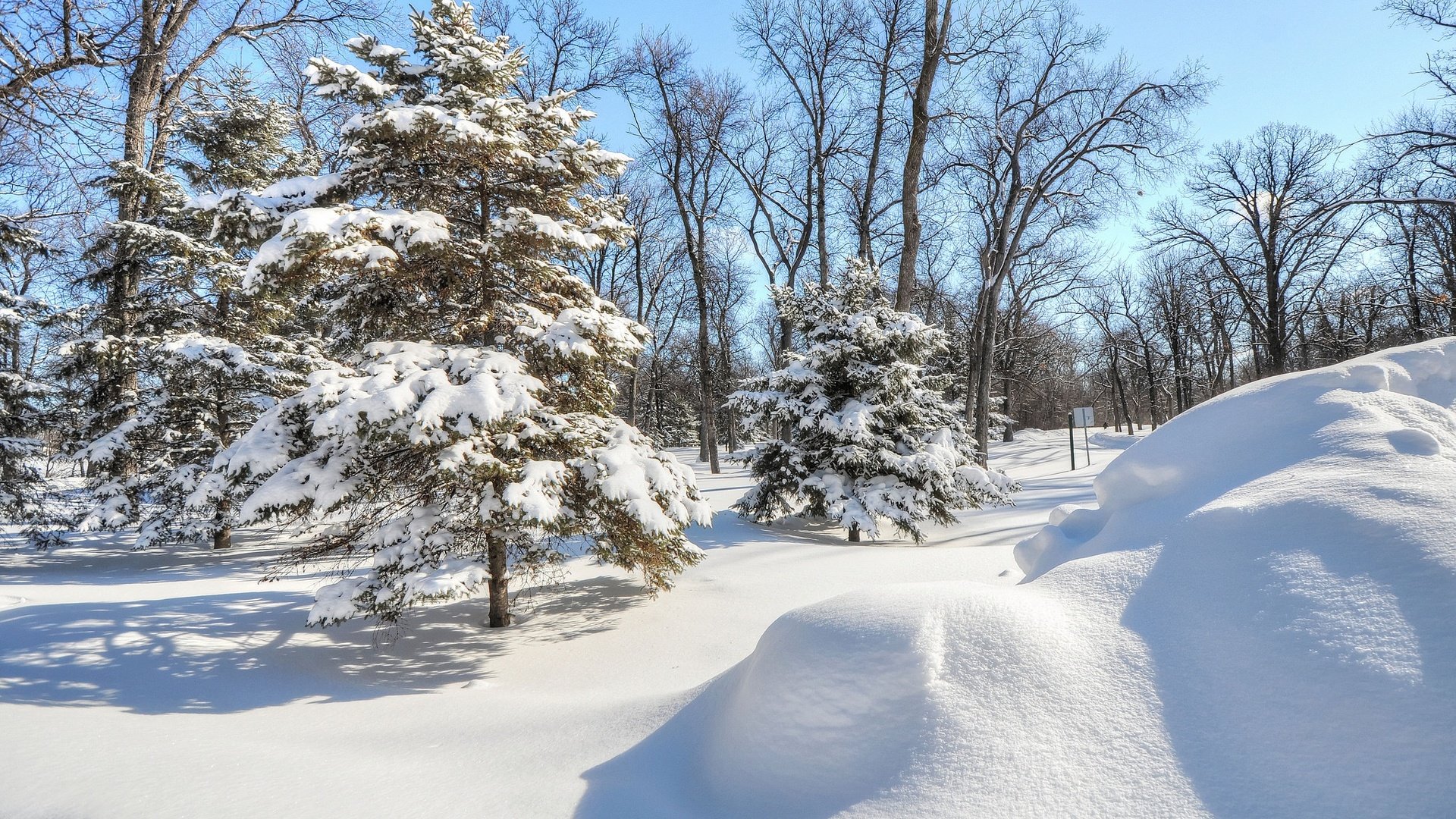 Обои деревья, снег, елка, лес, зима, парк, ель, trees, snow, tree, forest, winter, park, spruce разрешение 2048x1360 Загрузить