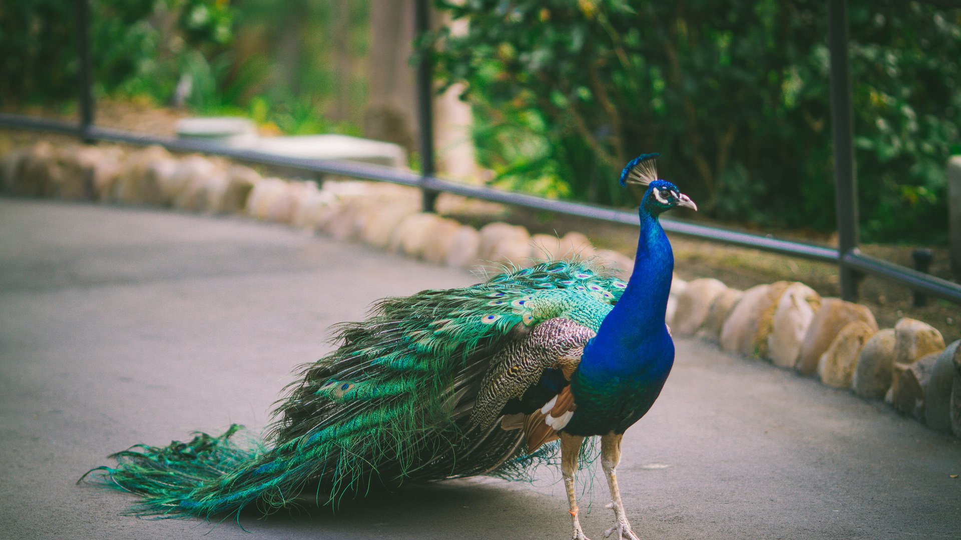 Обои птица, павлин, оперение, bird, peacock, tail разрешение 2048x1365 Загрузить