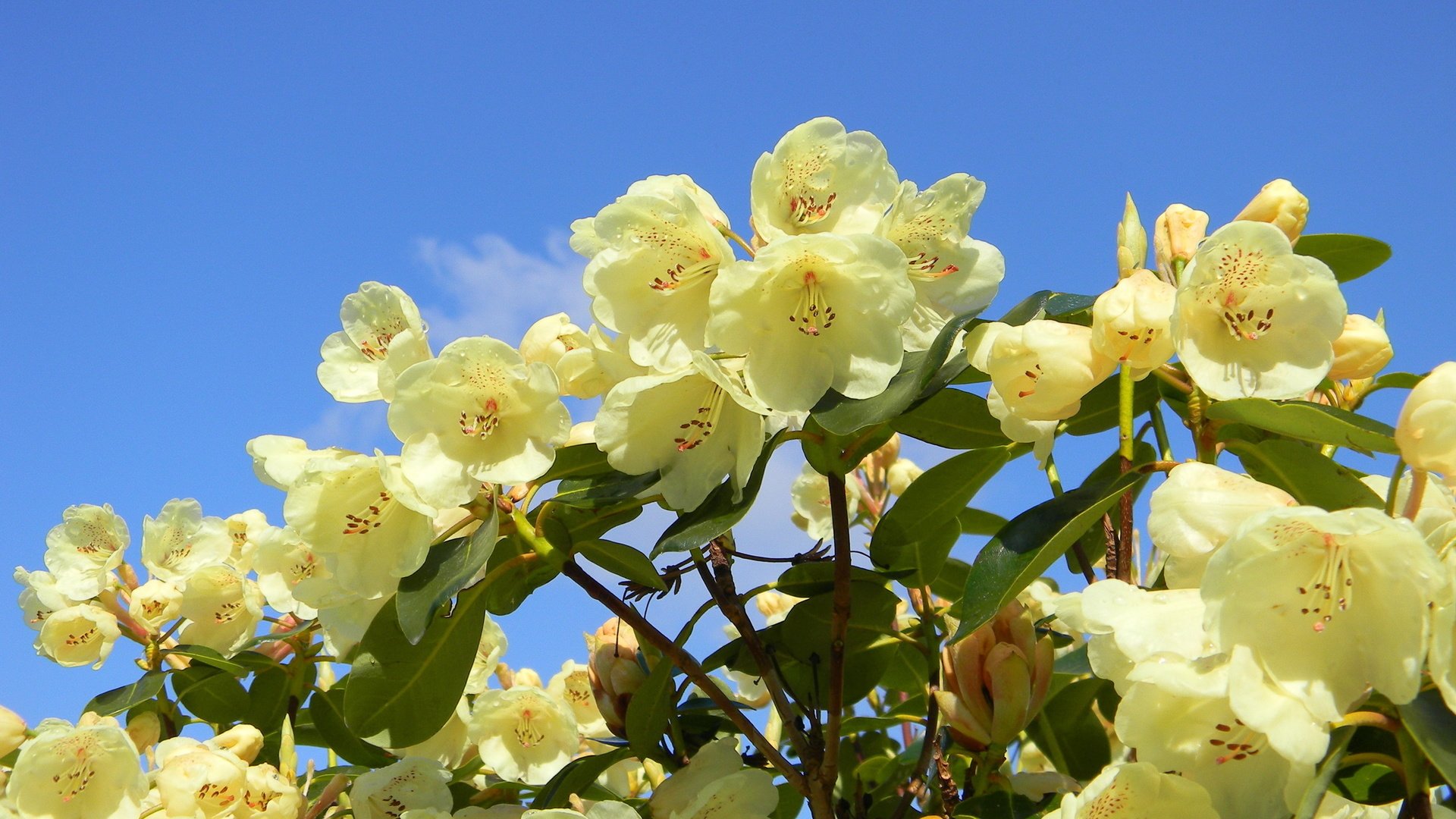 Обои красивый, рододендрон, beautiful, rhododendron разрешение 2560x1600 Загрузить