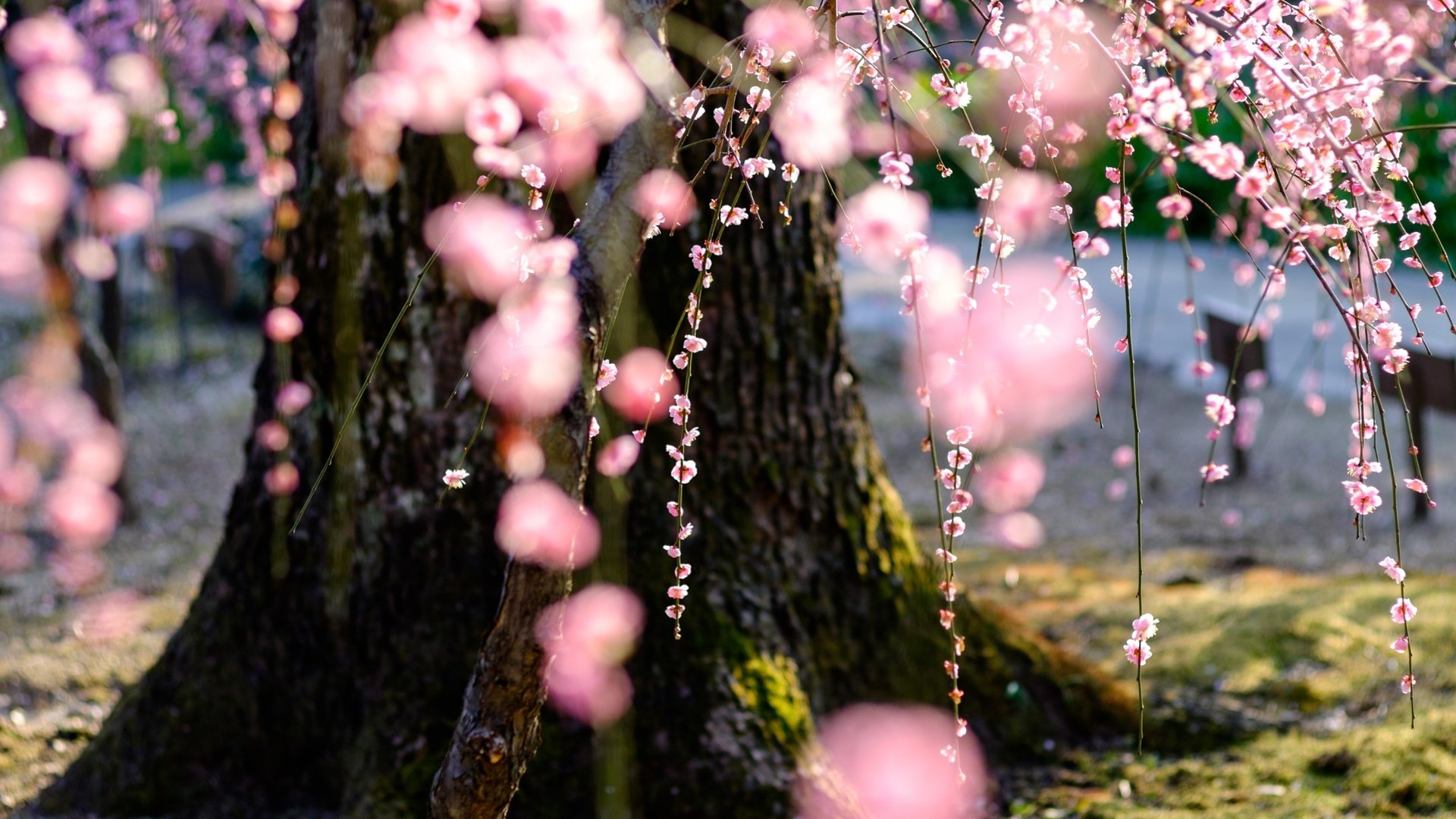 Обои дерево, цветение, весна, сакура, tree, flowering, spring, sakura разрешение 2048x1152 Загрузить