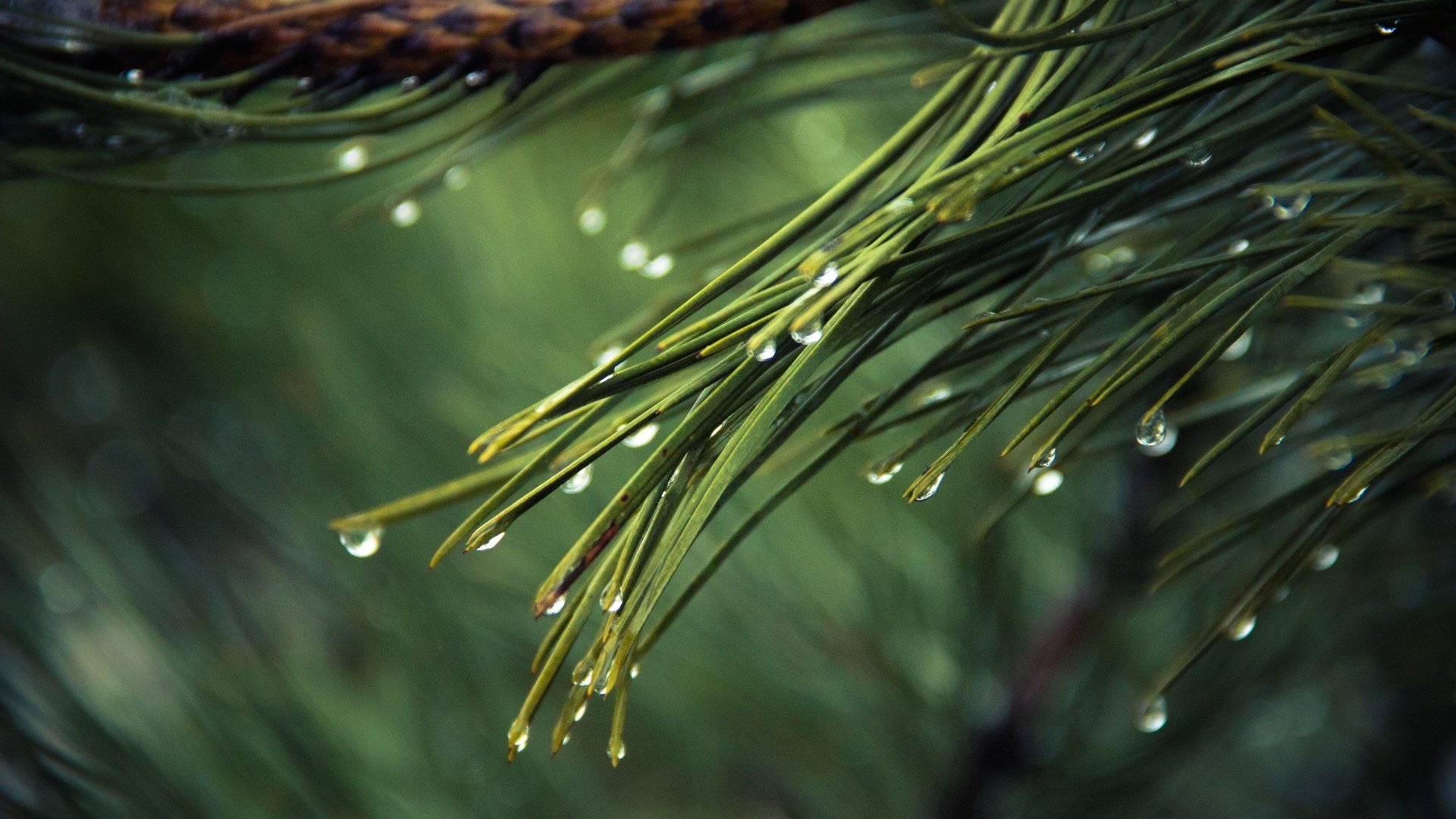 Обои вода, дождь, ветка, иголки, природа, хвоя, макро, роса, капли, ель, water, rain, branch, nature, needles, macro, rosa, drops, spruce разрешение 2880x1800 Загрузить