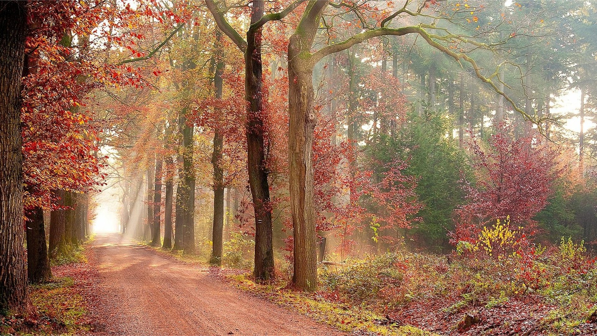 Обои дорога, природа, лес, листва, осень, аллея, road, nature, forest, foliage, autumn, alley разрешение 2600x1381 Загрузить