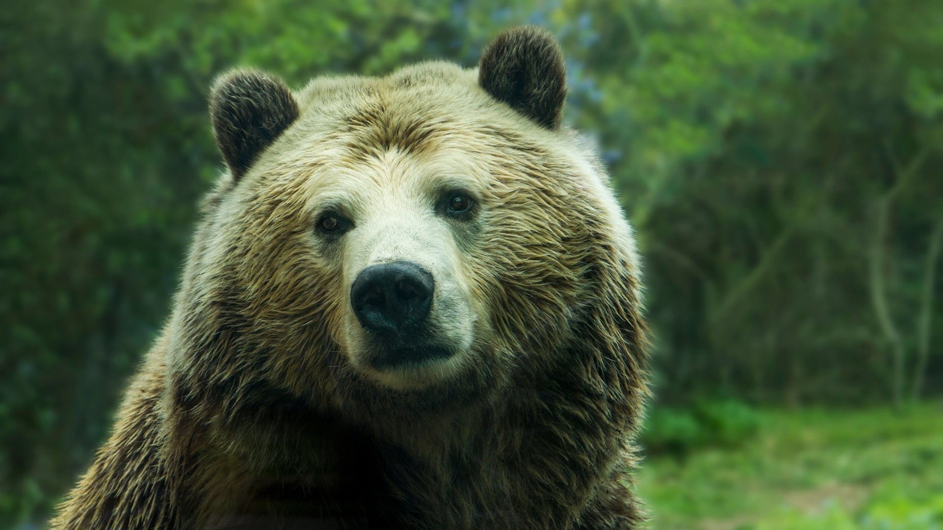 Обои животные, медведь, бурый медведь, animals, bear, brown bear разрешение 5526x3684 Загрузить