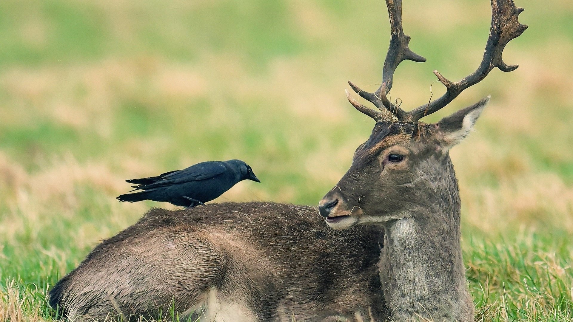 Обои природа, олень, животные, птица, ворона, nature, deer, animals, bird, crow разрешение 2046x1387 Загрузить