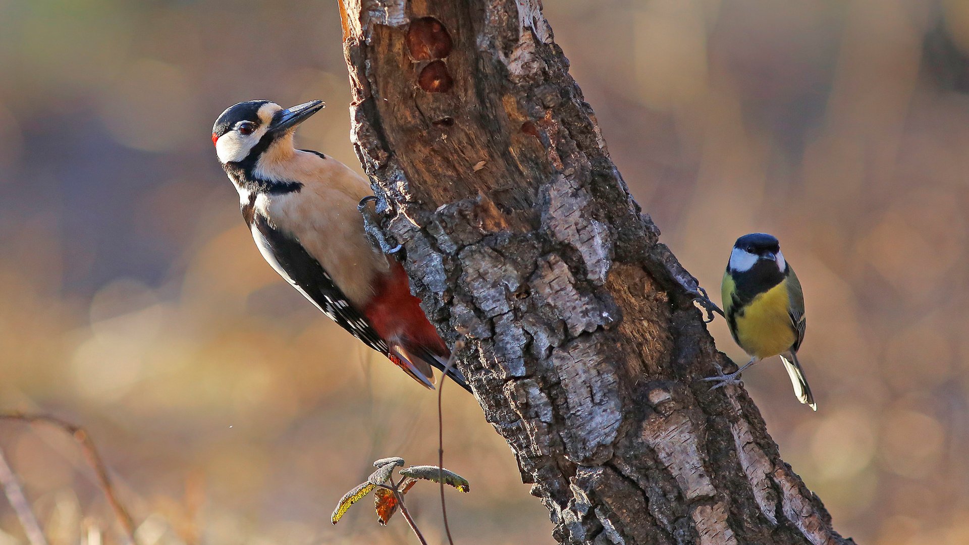 Обои природа, птицы, синица, дятел, ствол дерева, nature, birds, tit, woodpecker, the trunk of the tree разрешение 1920x1247 Загрузить