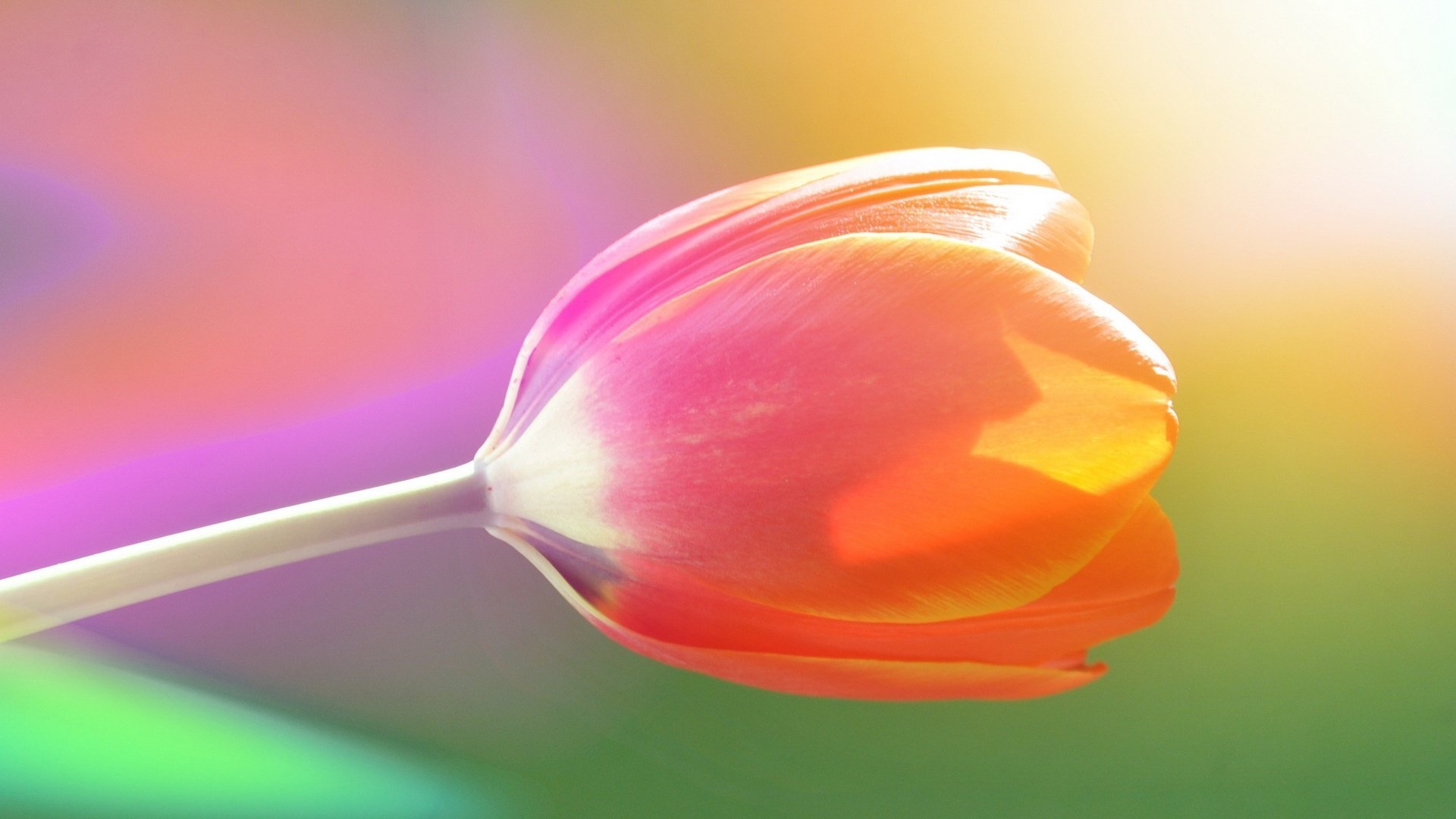 Обои природа, цветок, весна, тюльпан, nature, flower, spring, tulip разрешение 2560x1600 Загрузить