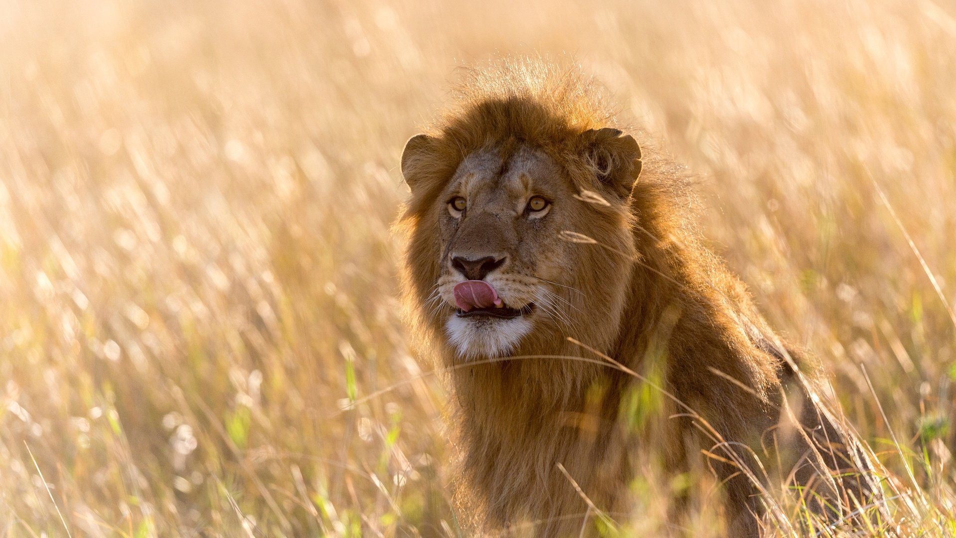 Обои свет, трава, африка, лев, язык, боке, light, grass, africa, leo, language, bokeh разрешение 2500x1667 Загрузить