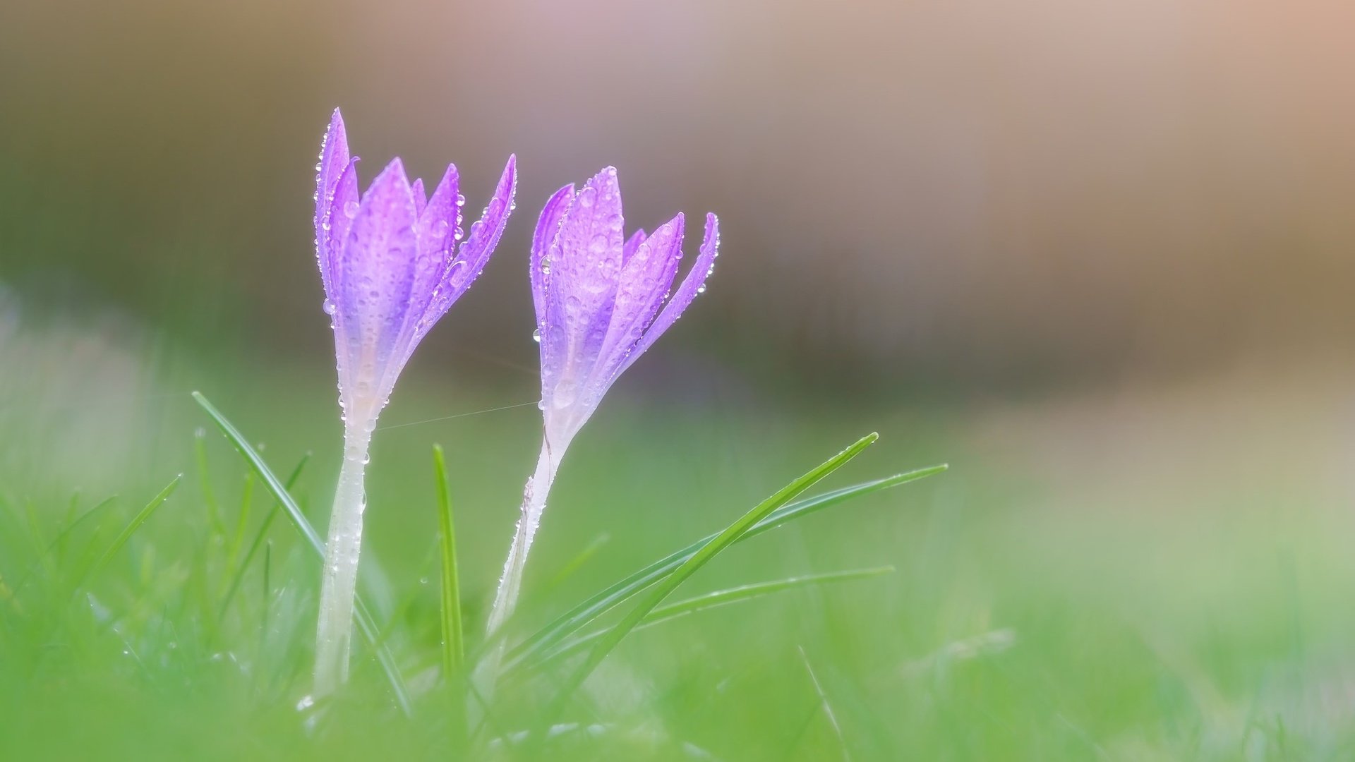 Обои цветы, макро, весна, крокусы, flowers, macro, spring, crocuses разрешение 2048x1365 Загрузить